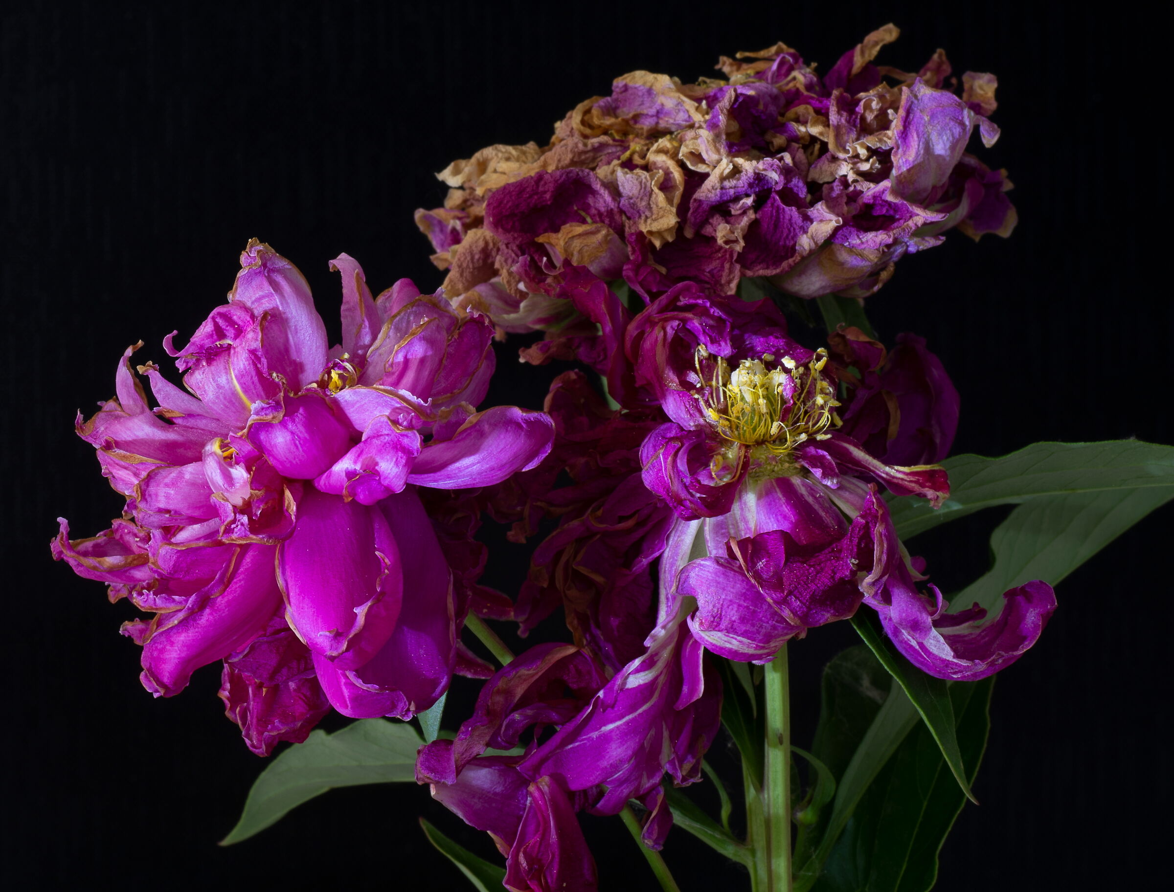 Peonies