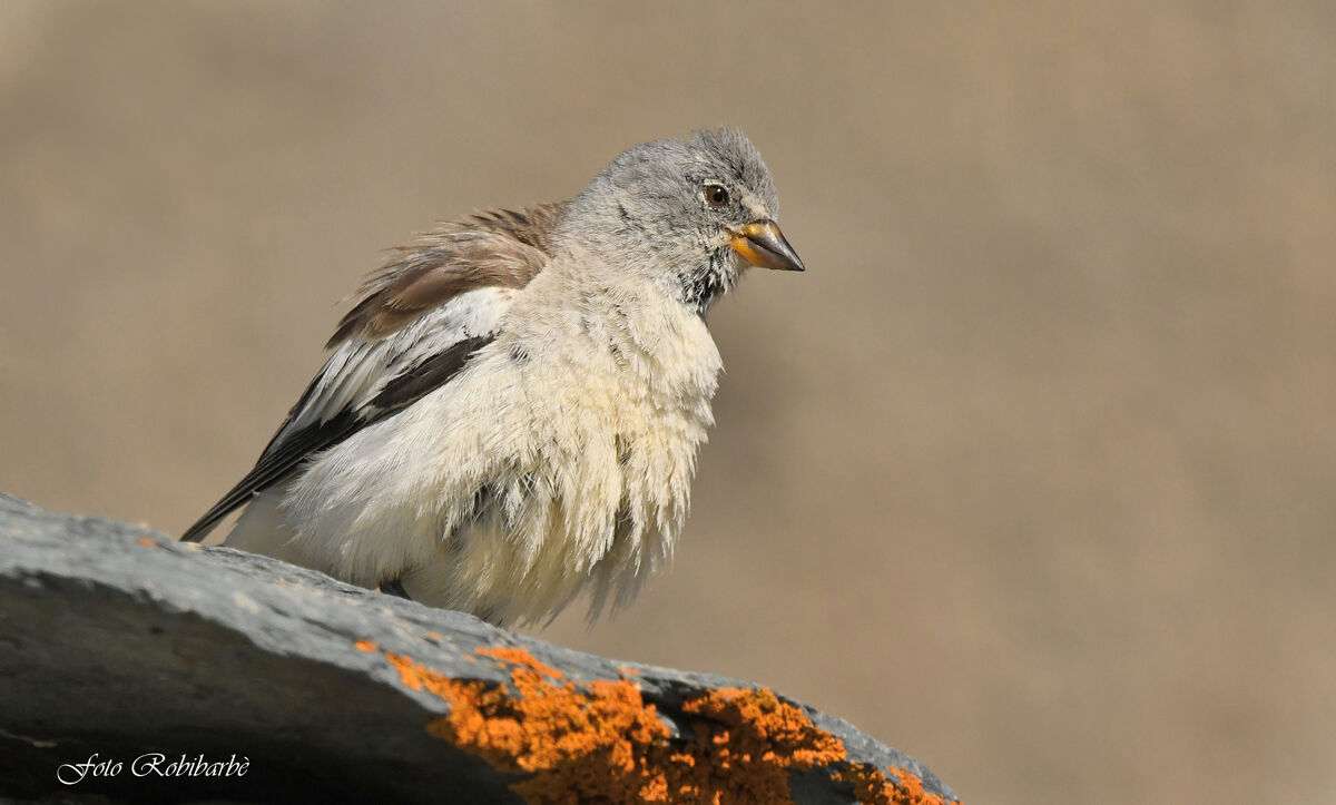 Fringuello alpino...