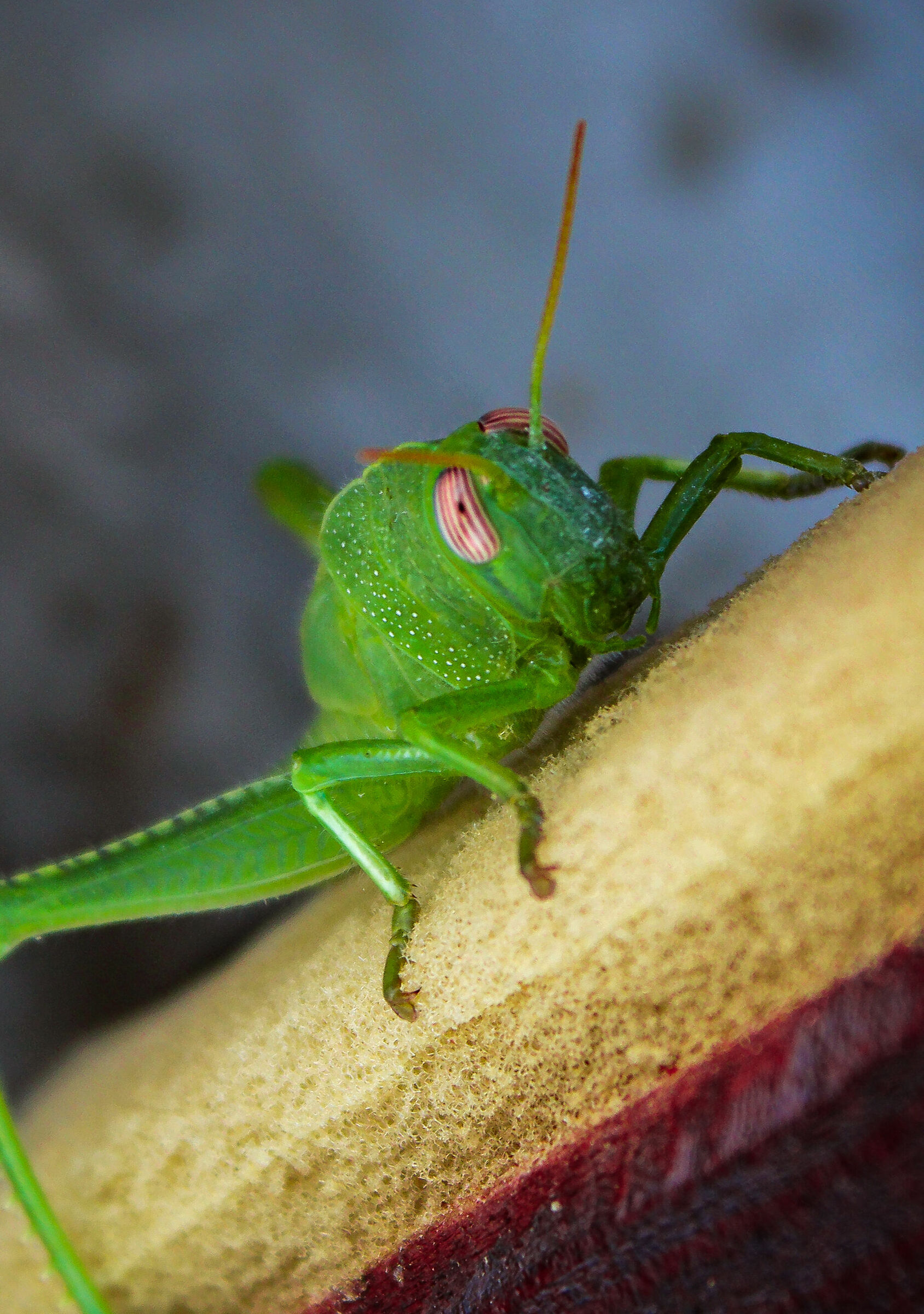 Cavalletta verde