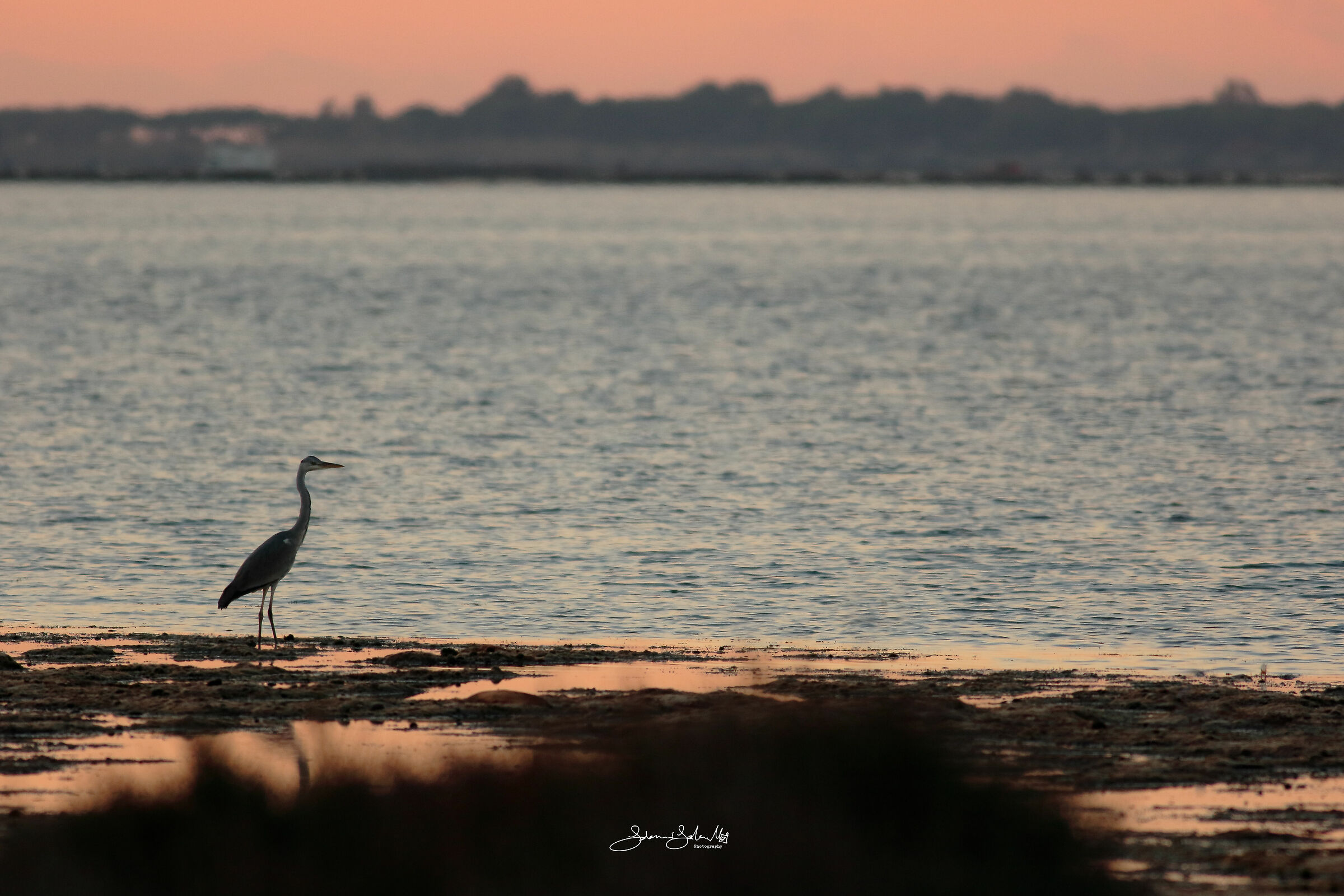 Orange reflection (Ardea cinerea, Linnaeus, 1758)