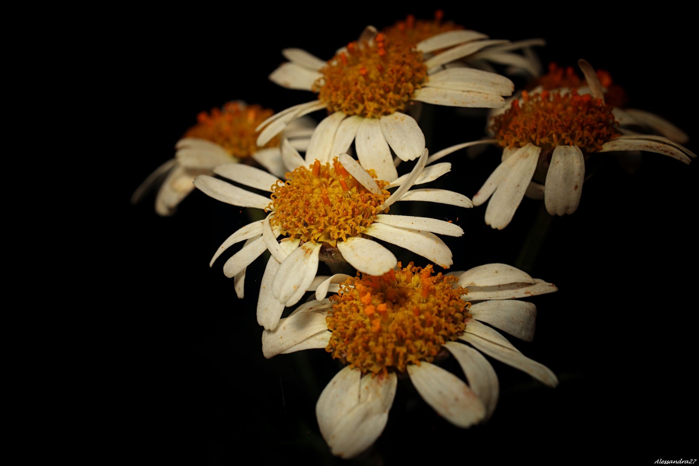 .....mille splendidi soli ....