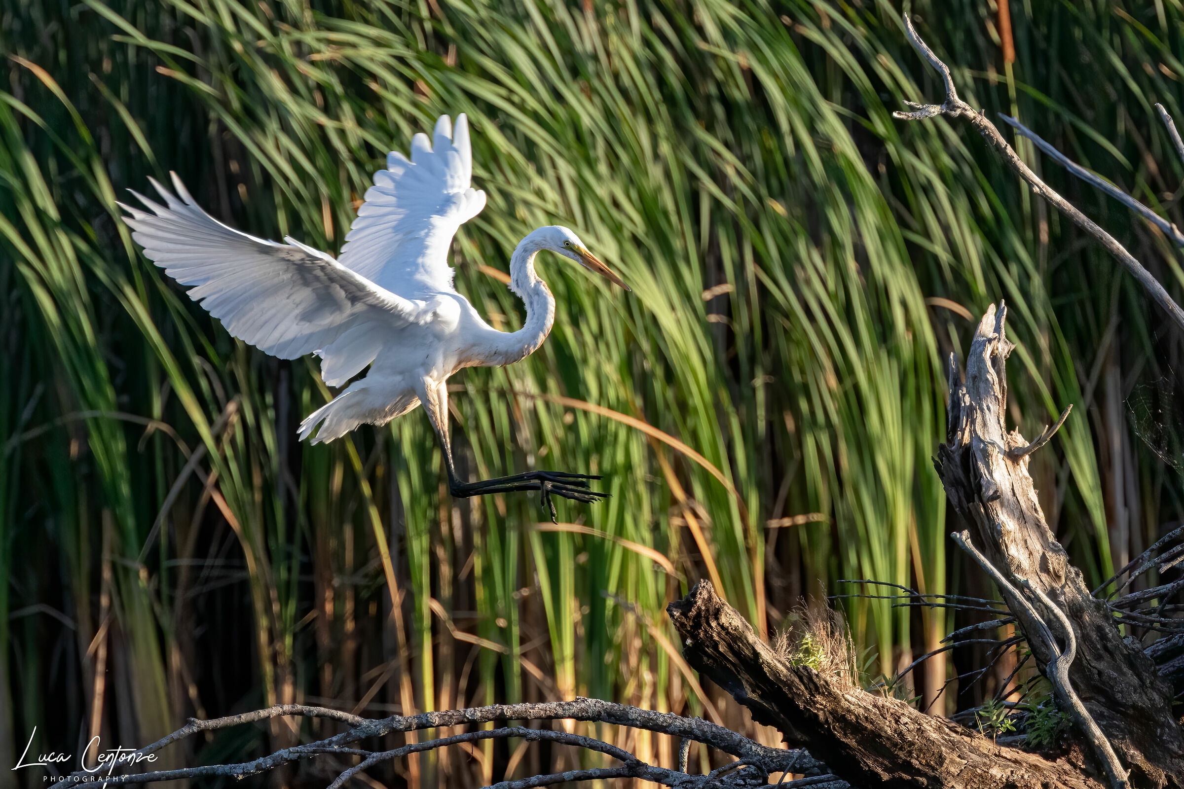 Great Egret