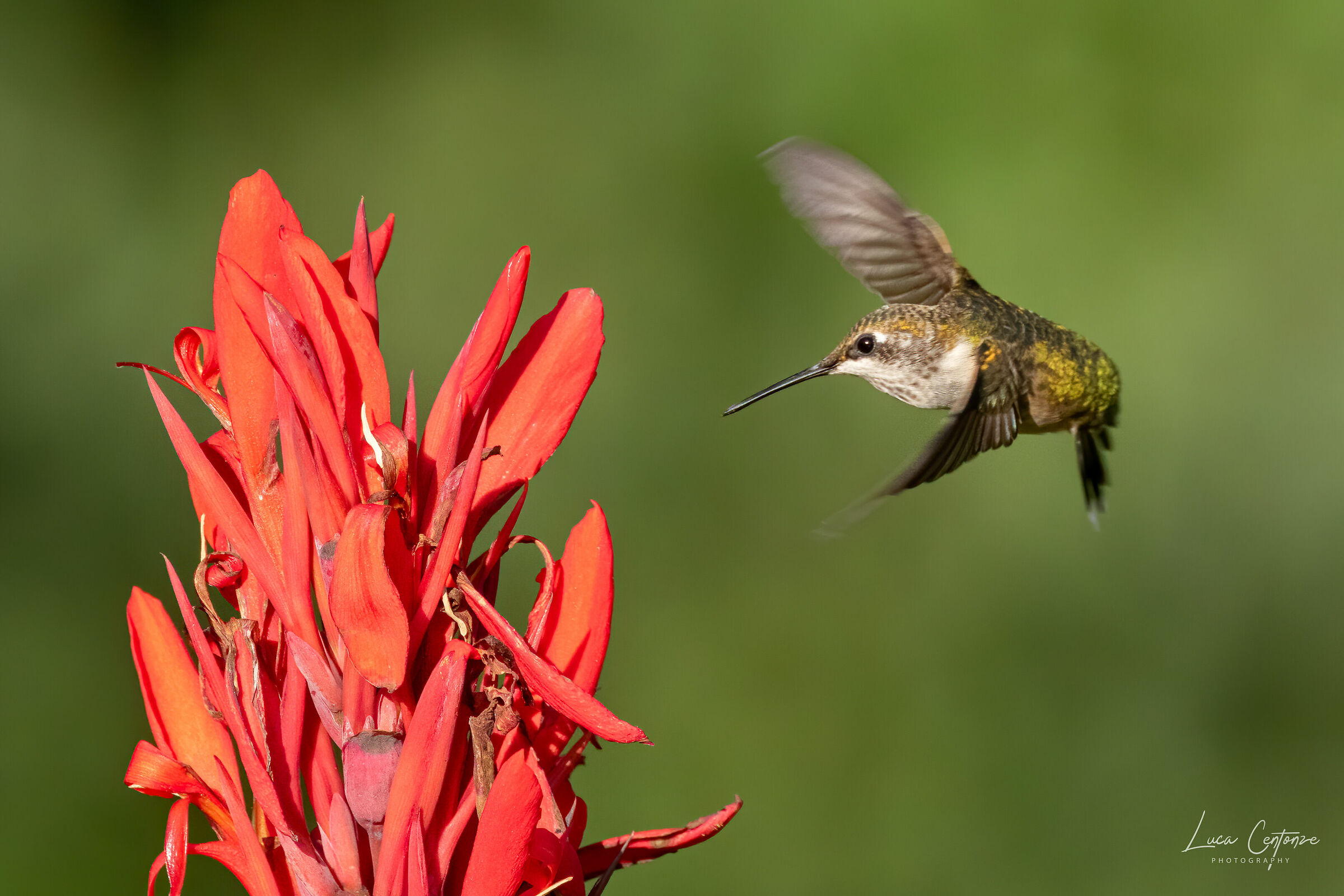 Ruby-throated hummingbird (Archilo colubris)