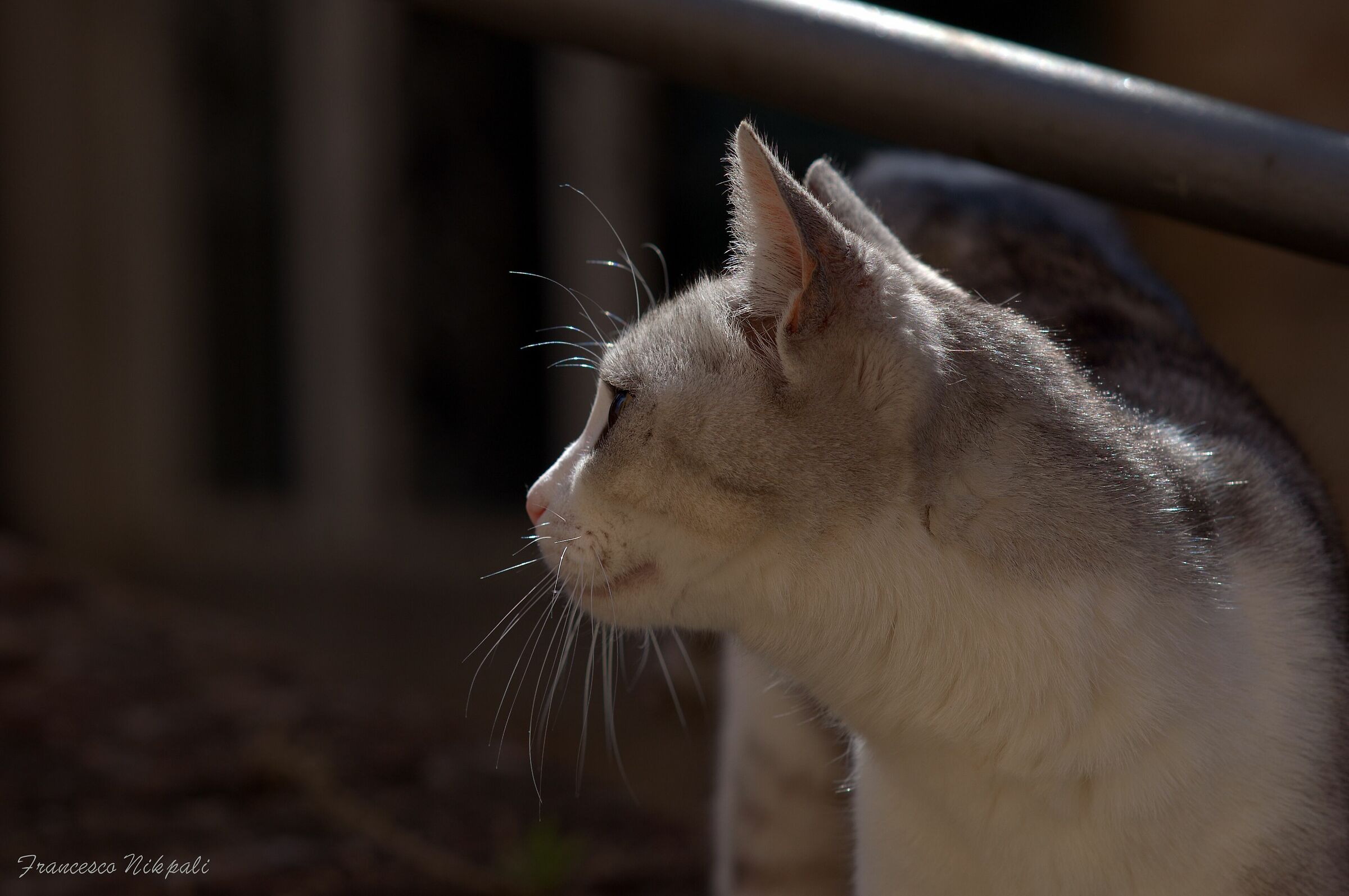 La mascotte di Carassai
