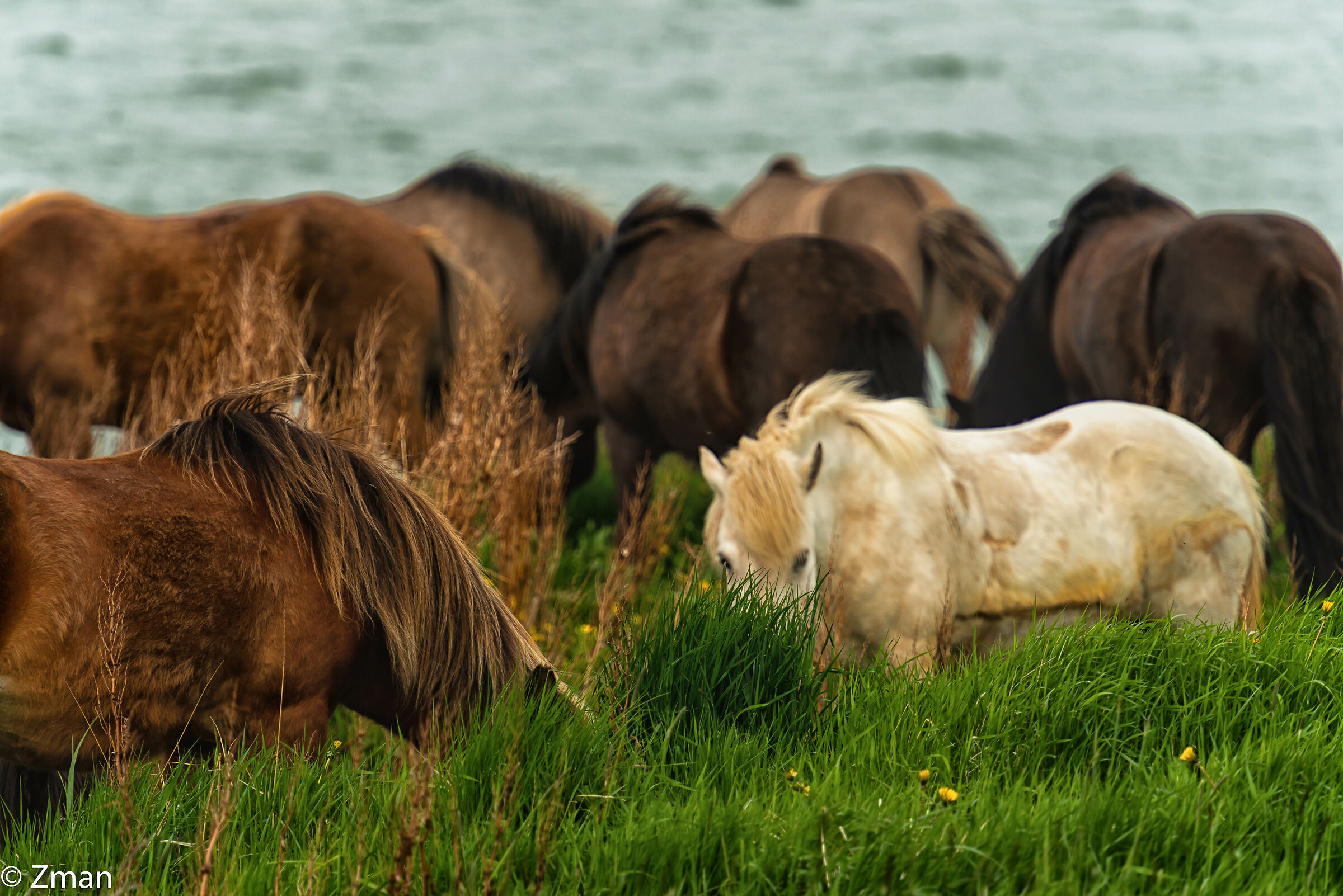 The Icelandic Horse