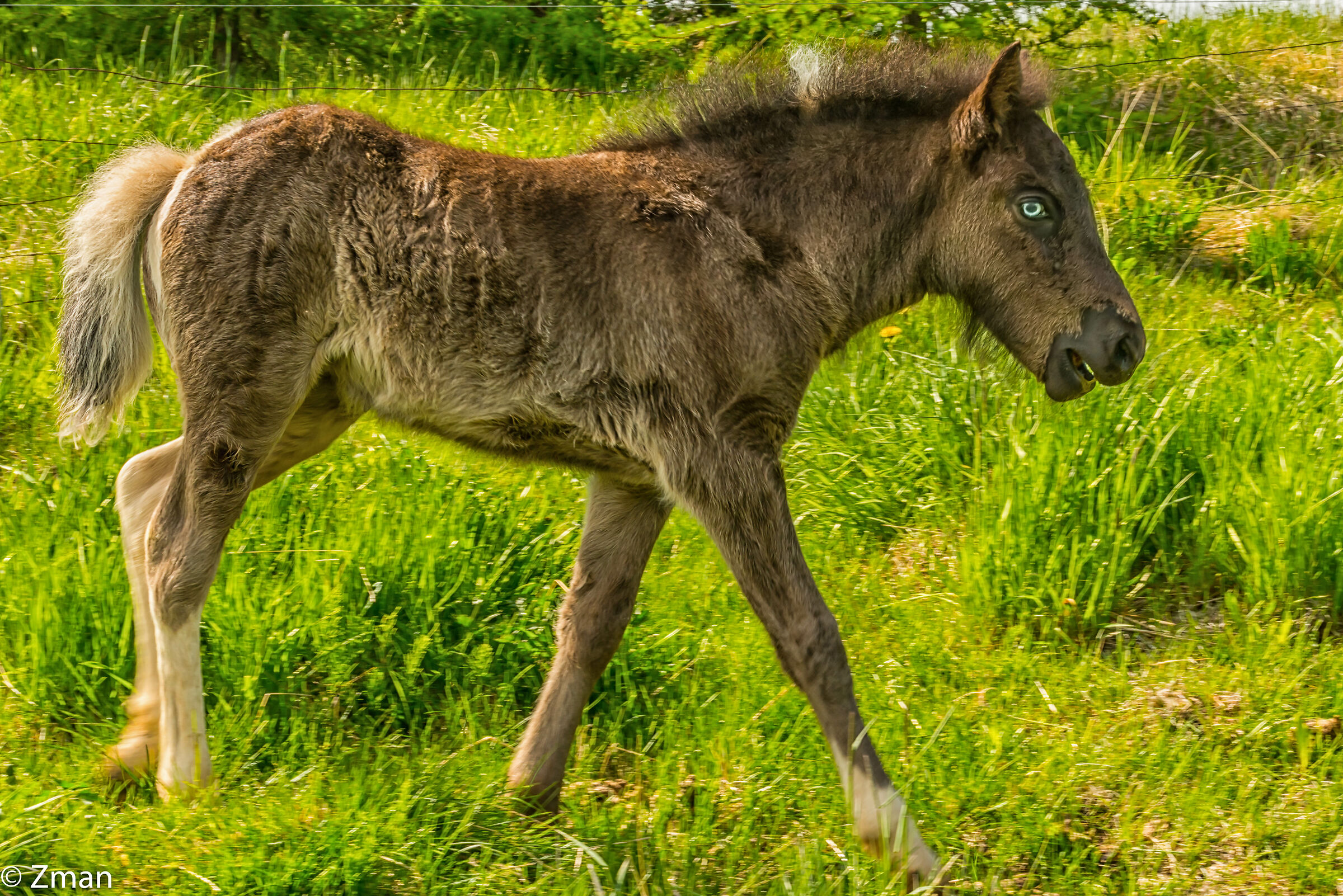 The Icelandic Horse