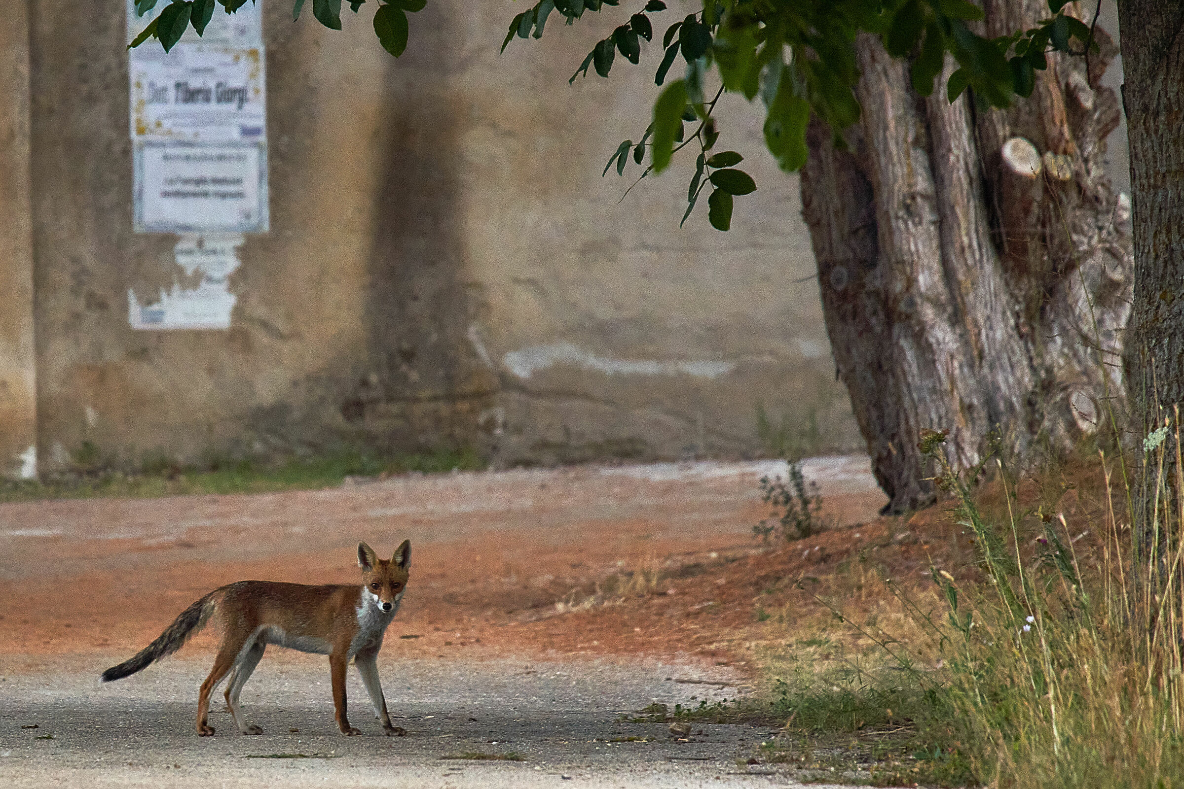 Curious Fox