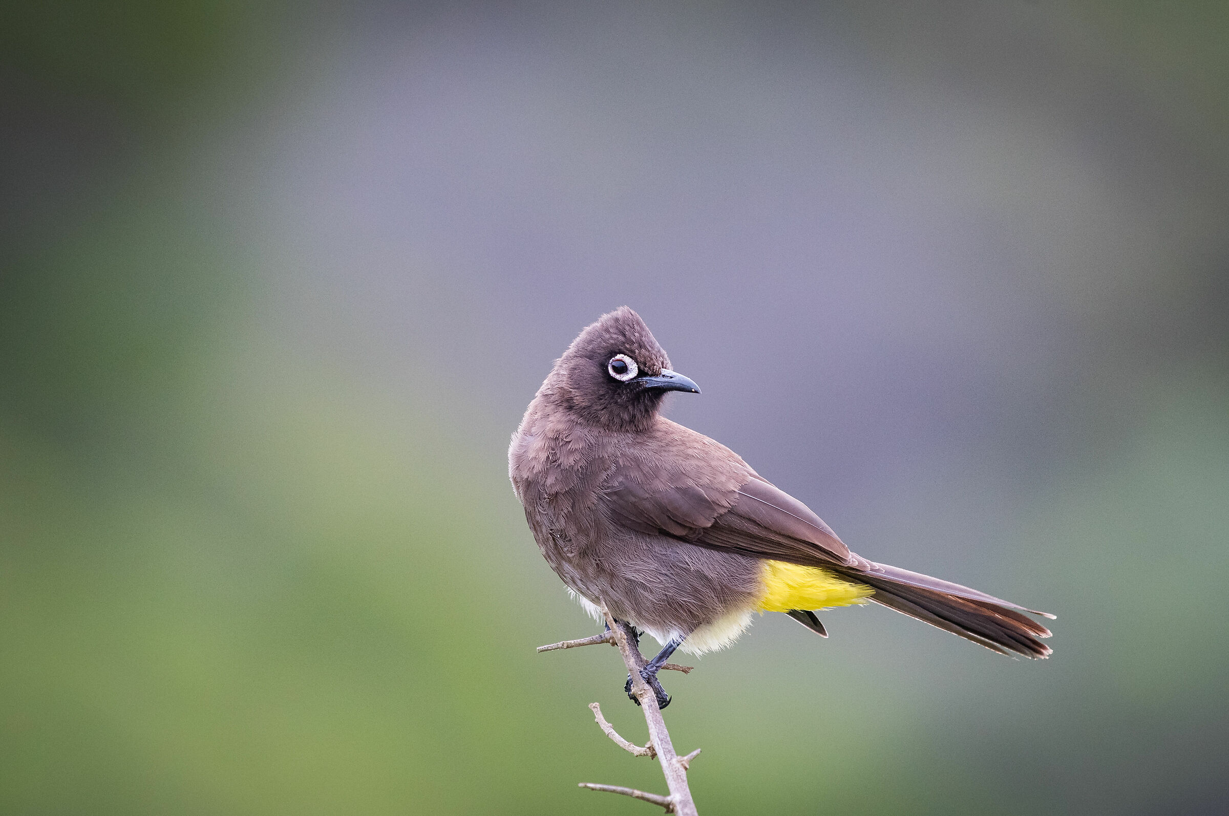 Cape Bulbul