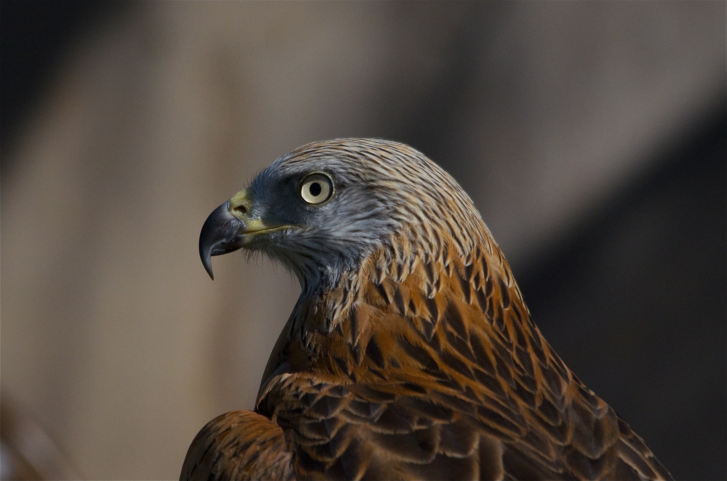 Foto segnaletica del Killer