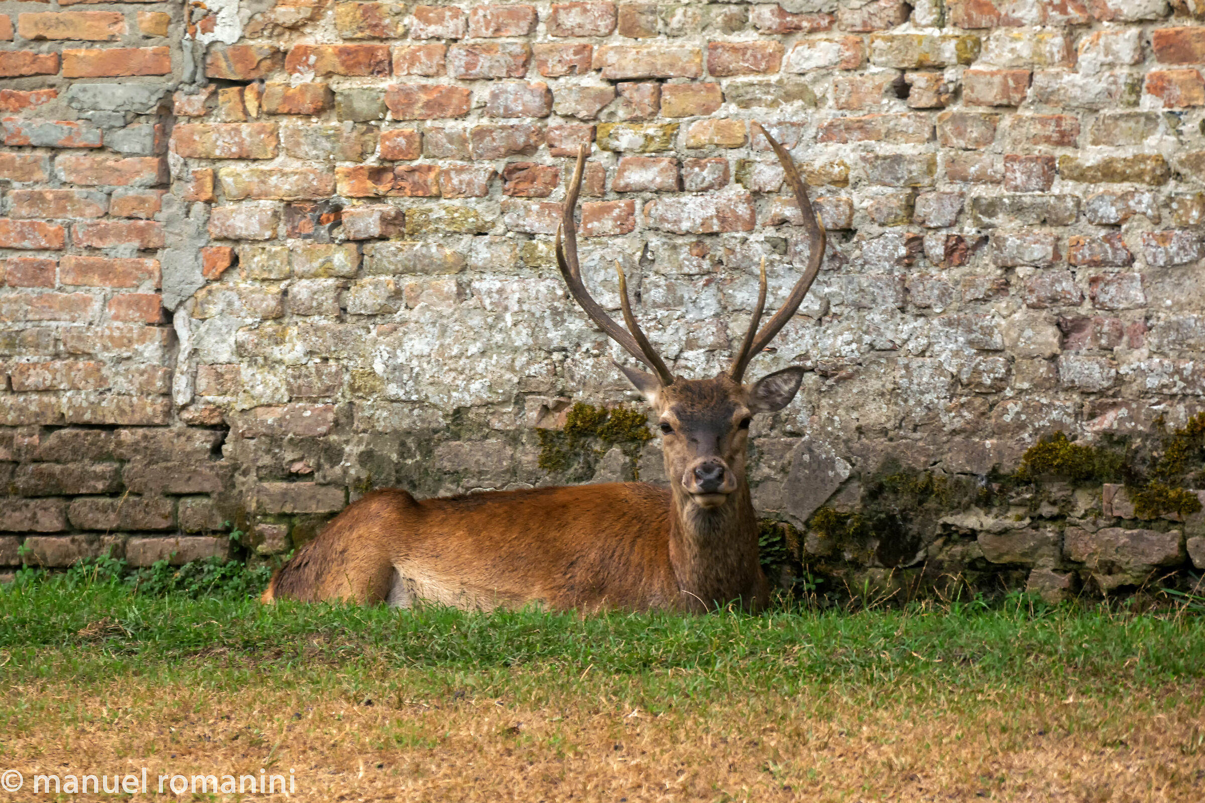 Cervo della Mesola 3