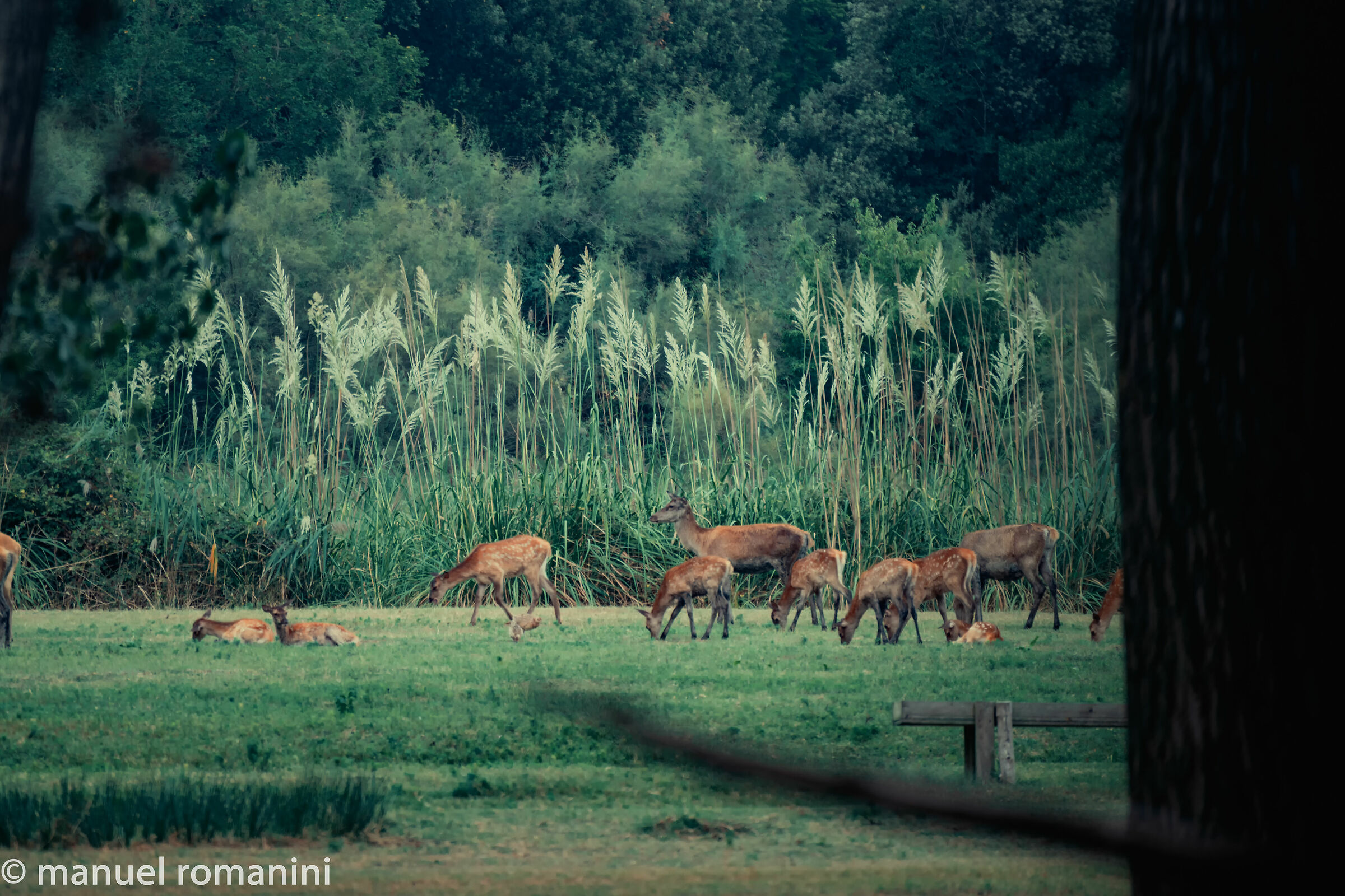 Cervi della Mesola