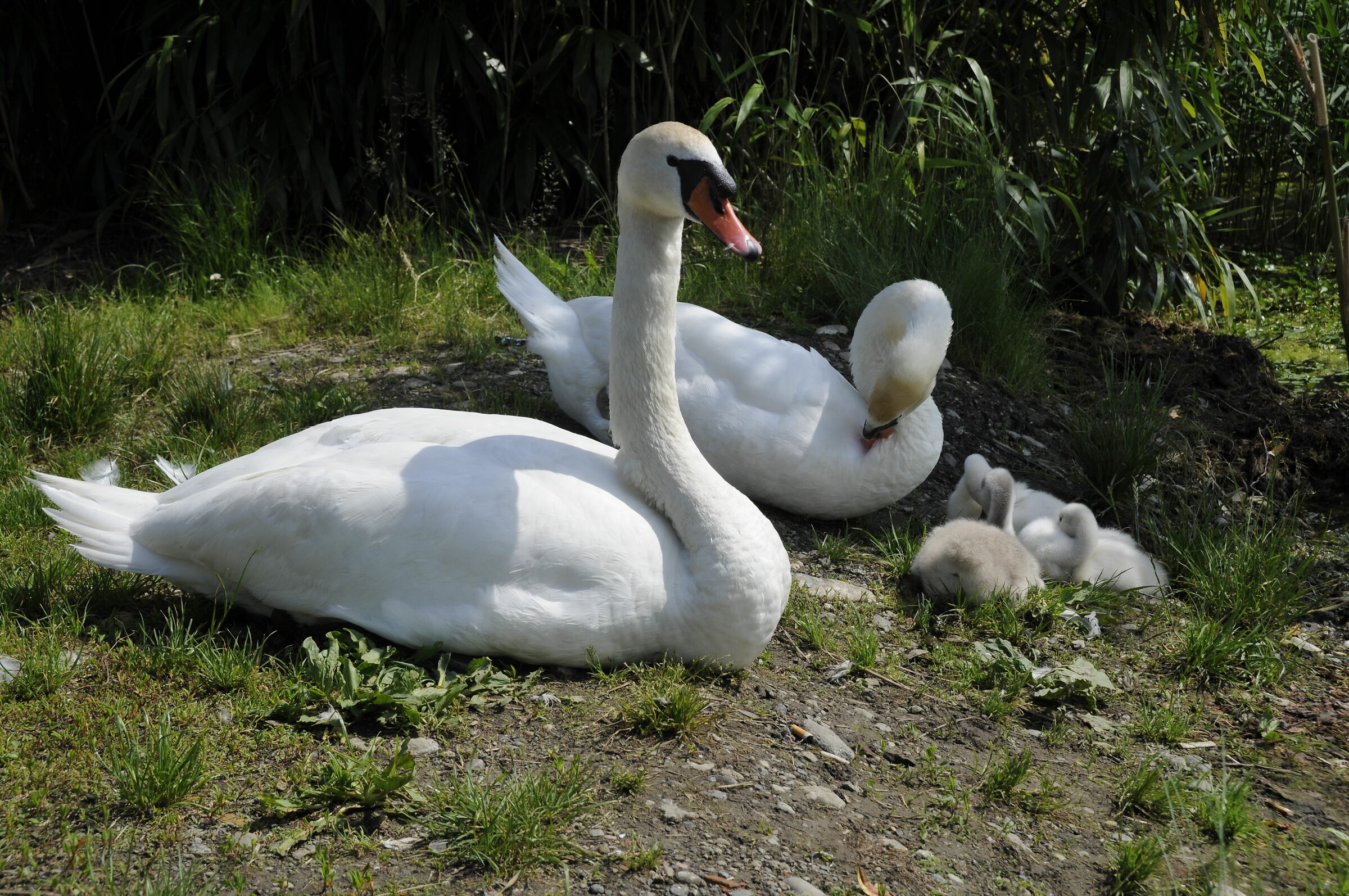 A beautiful family