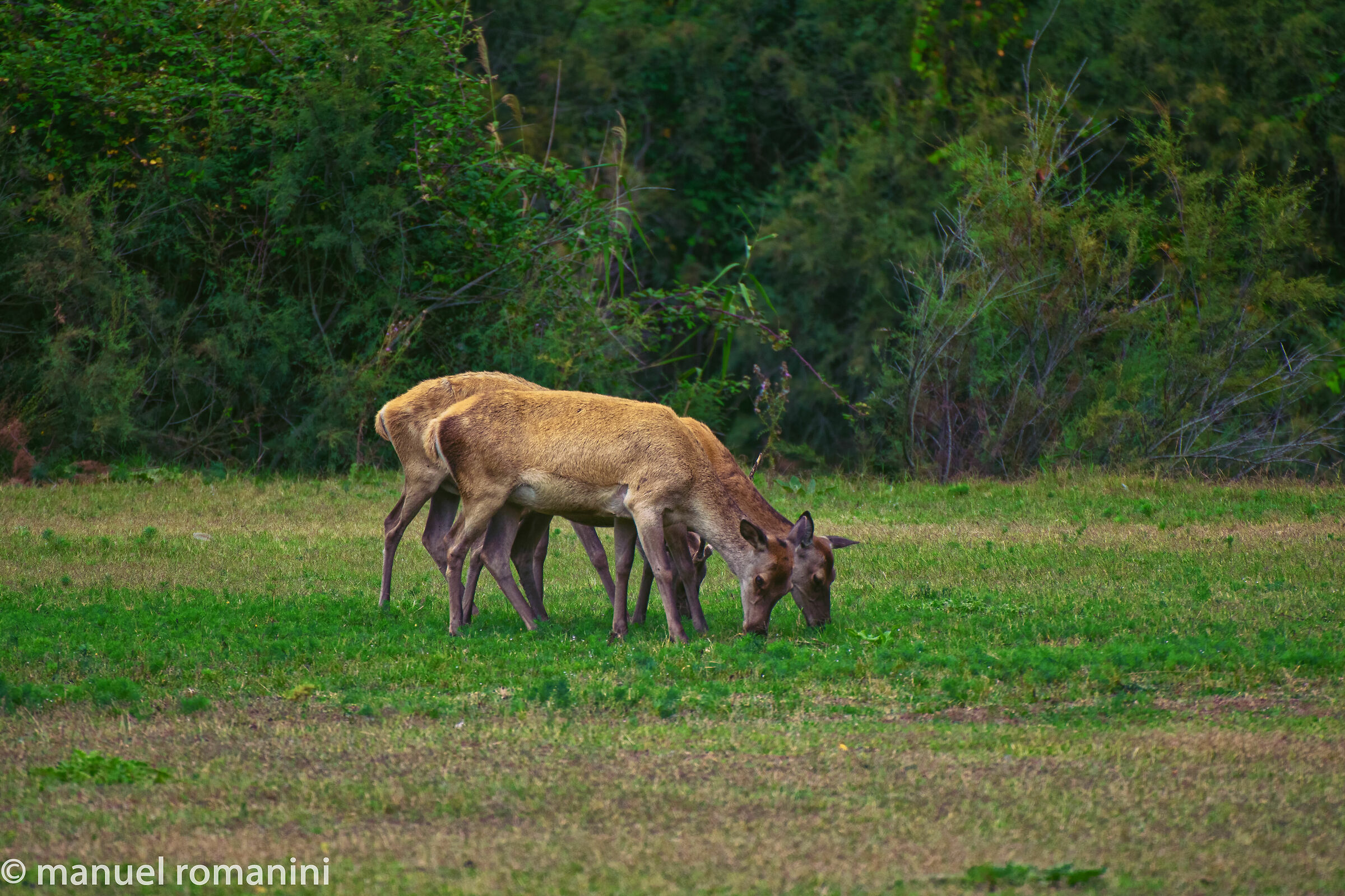 Cervi della Mesola 4
