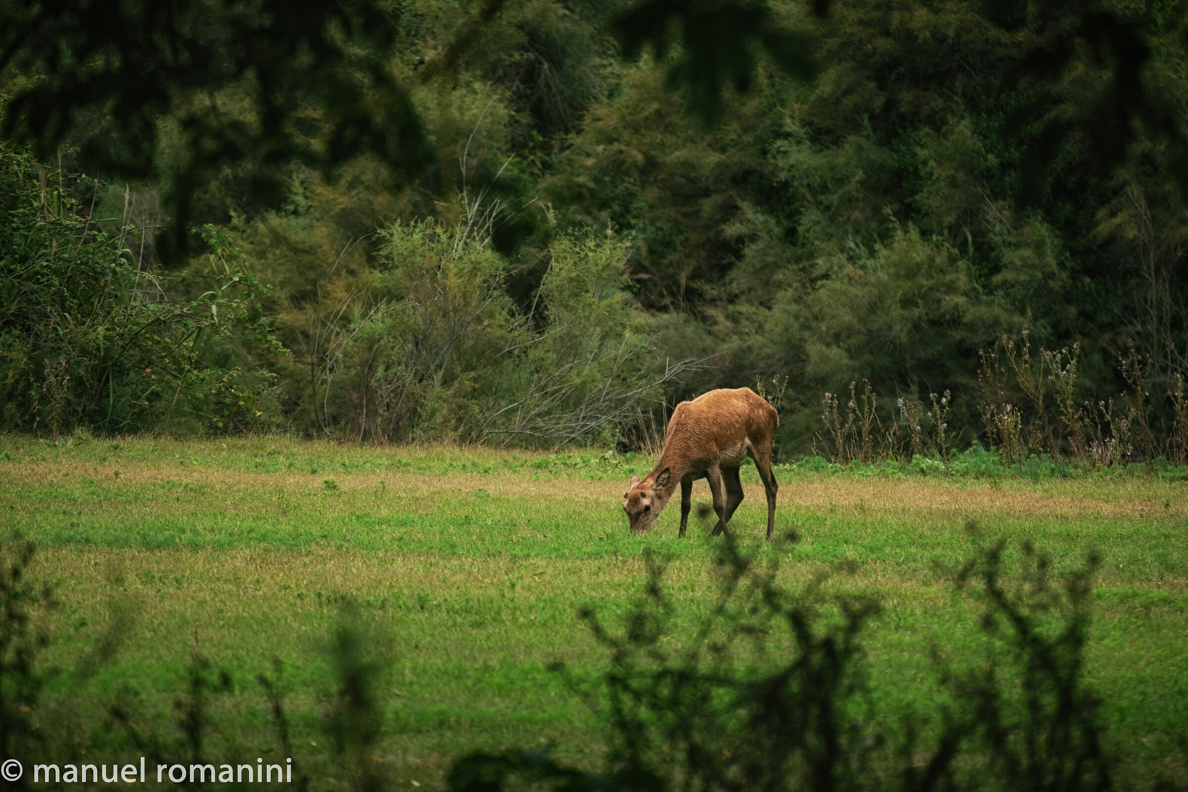 Cervo della Mesola 5