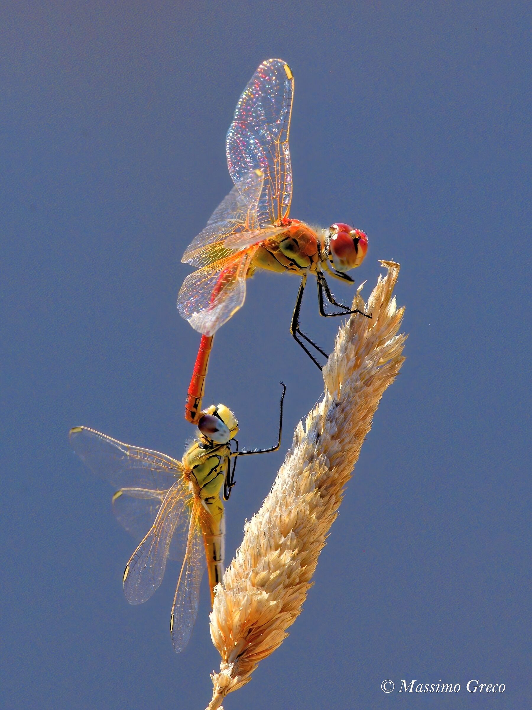 Vertical Love - Sympetrum fonscolombii