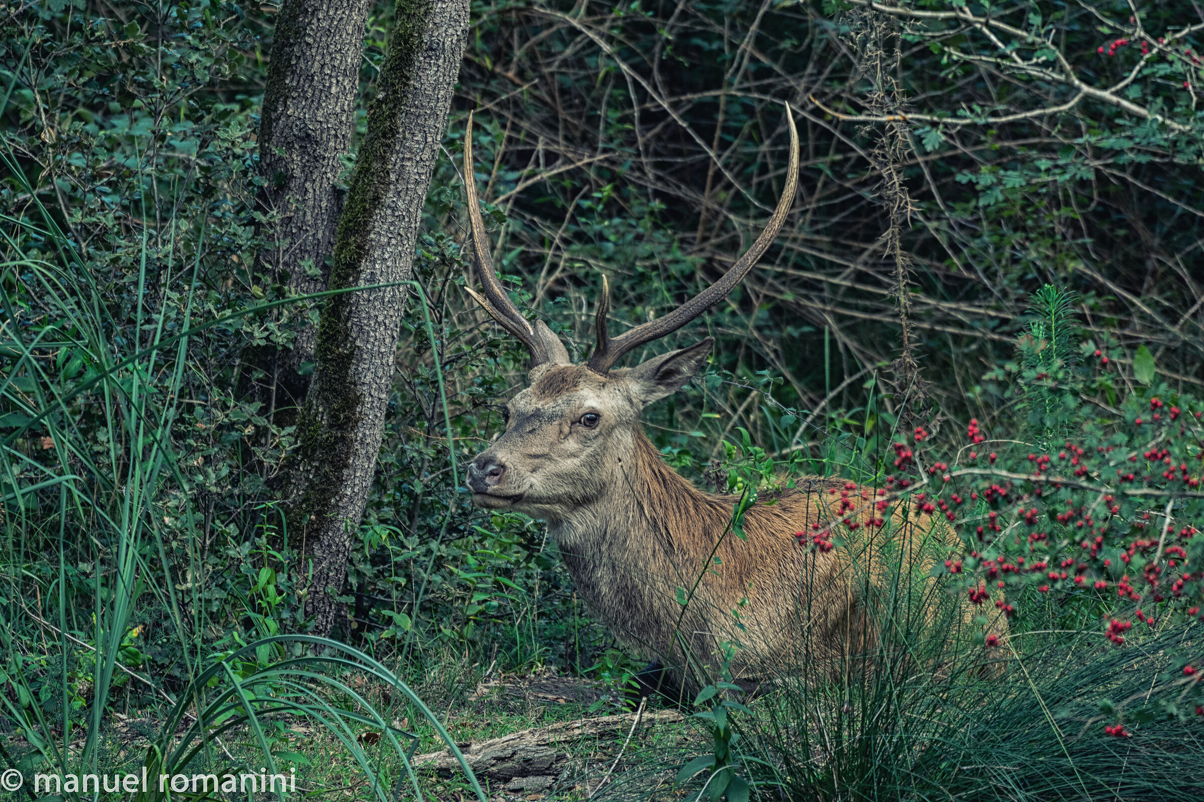 Cervo della Mesola 7