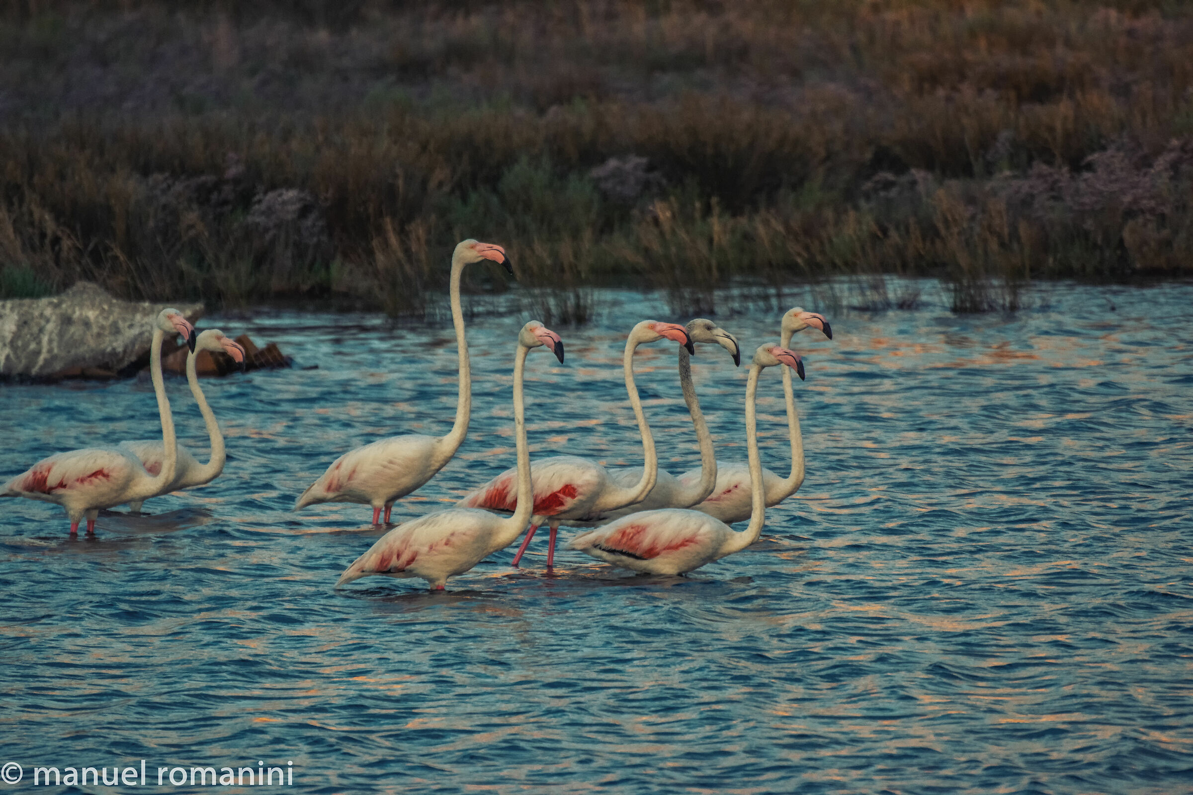Fenicotteri - Lido di Spina