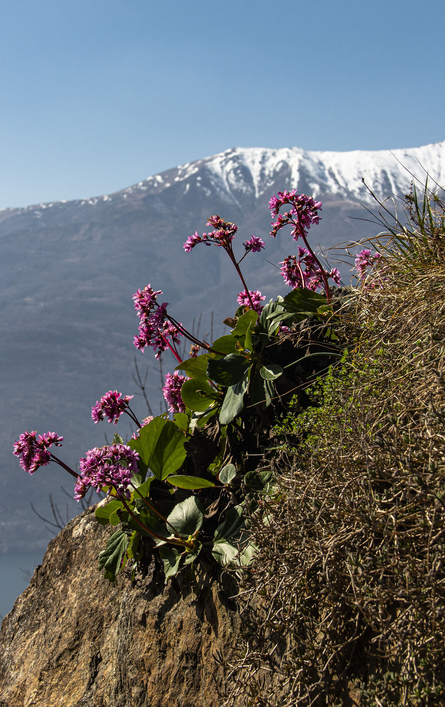 Fiori di montagna