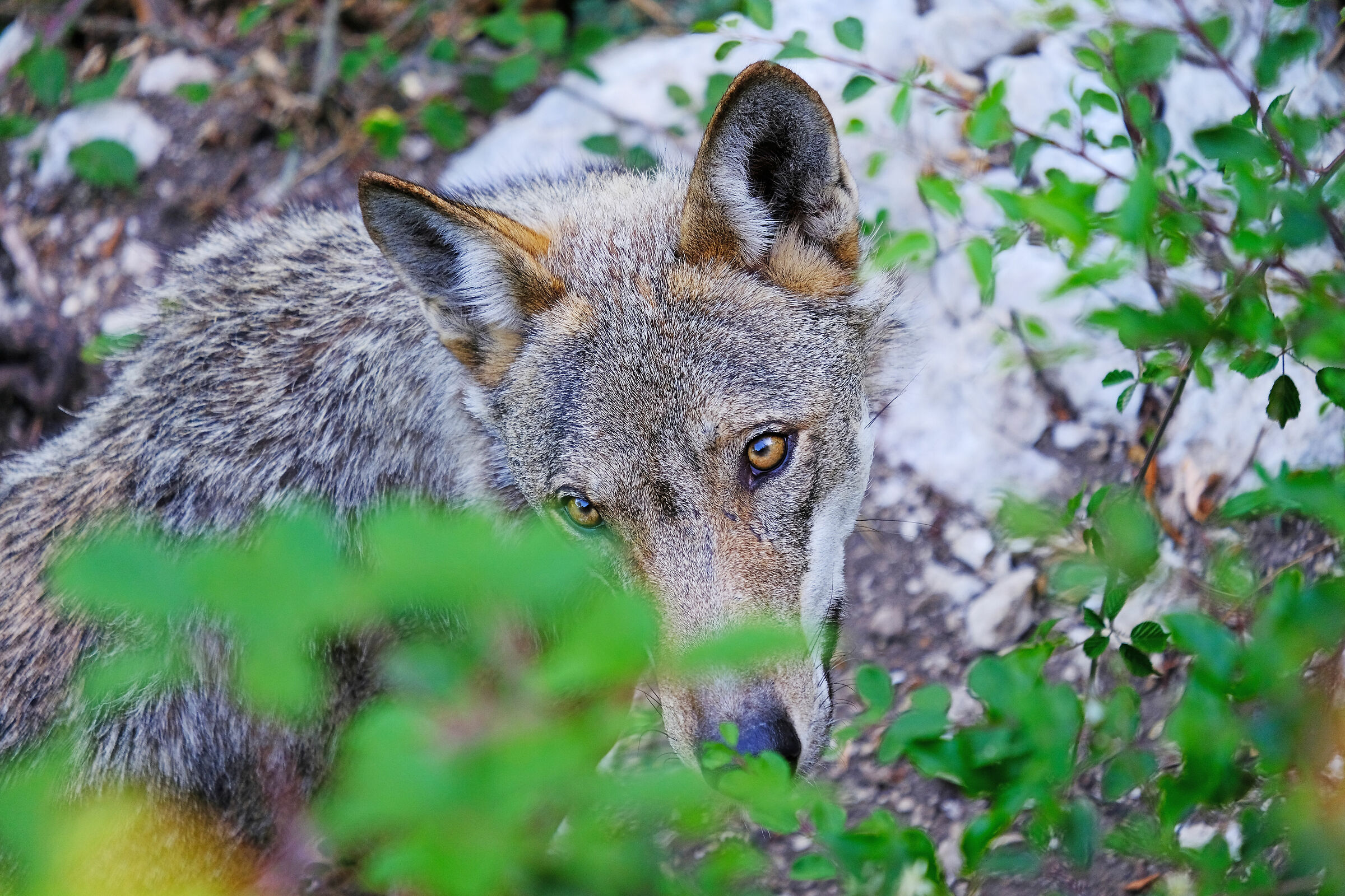 Marsican wolf