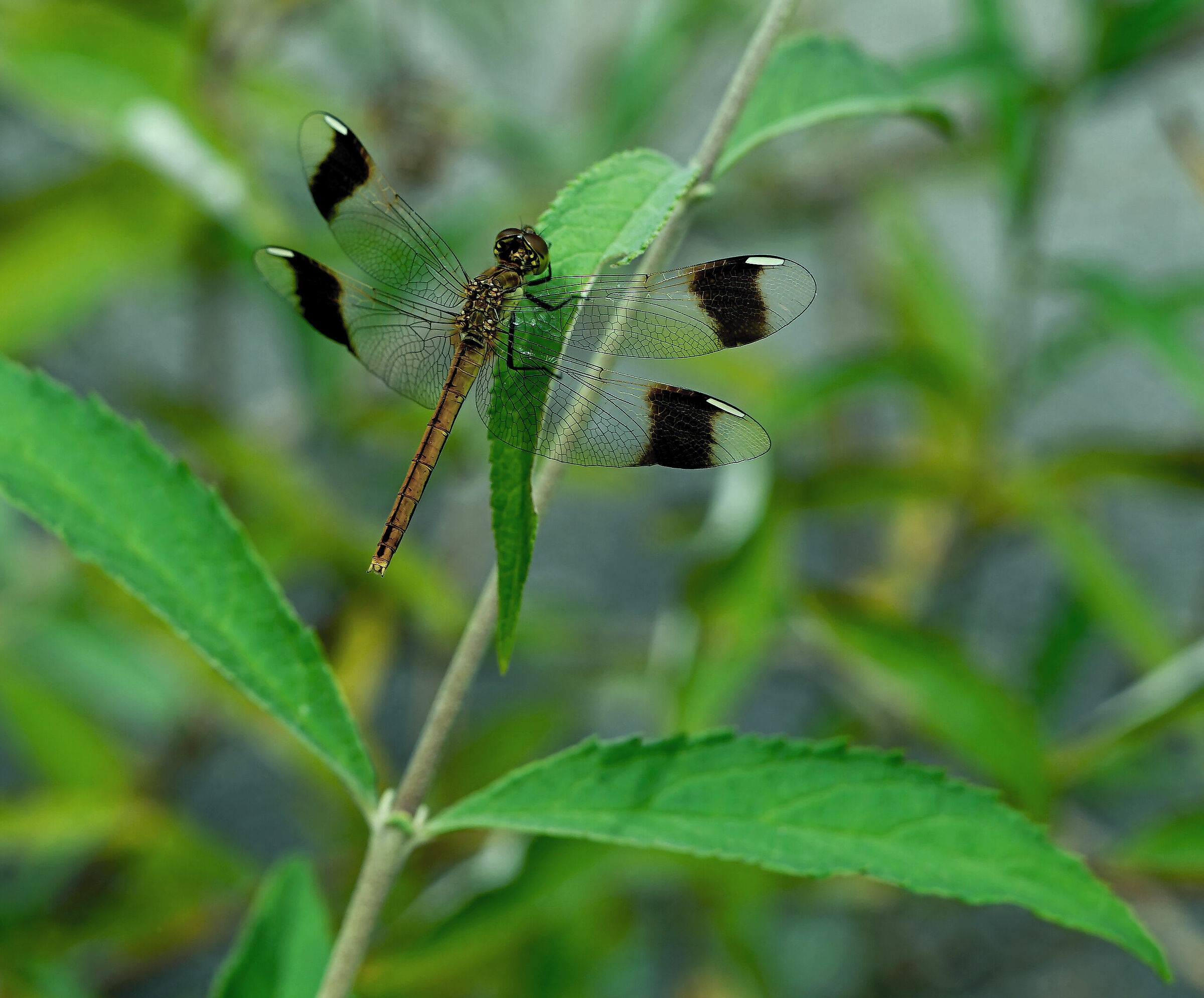 Dragonfly