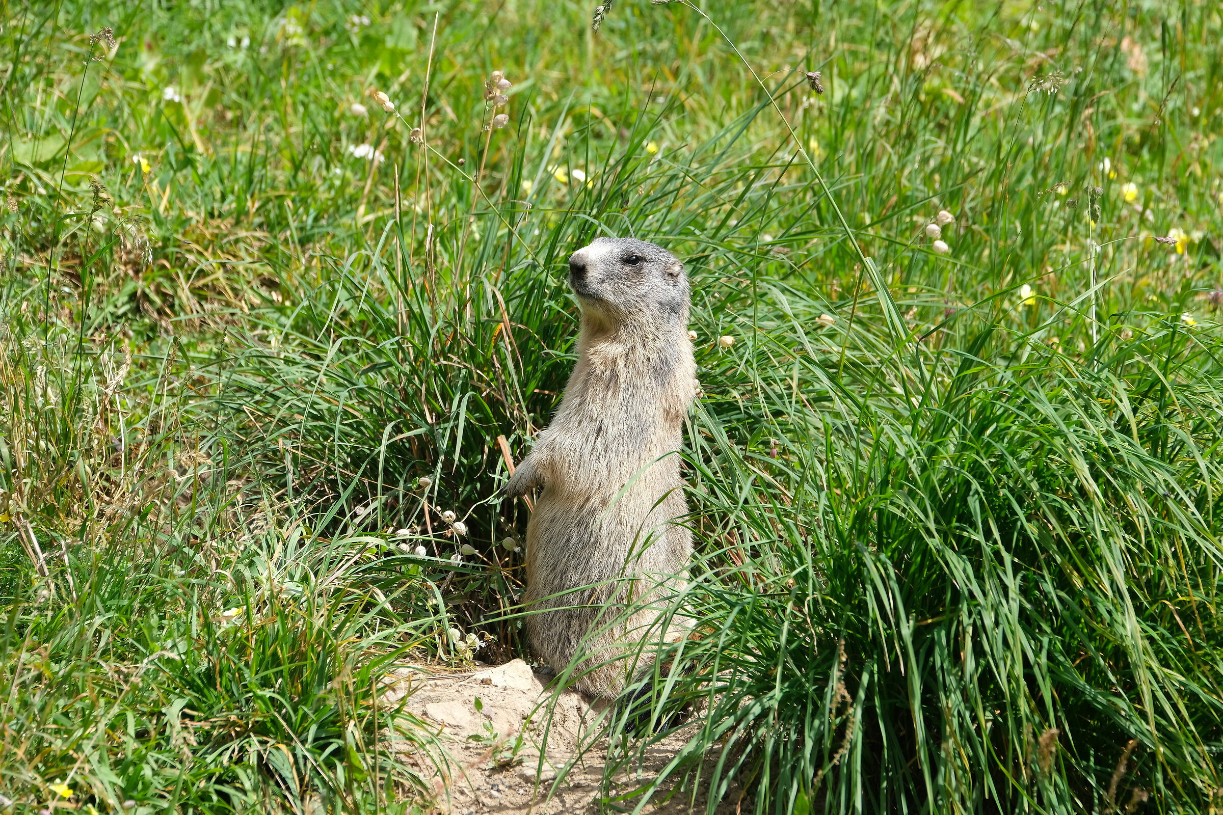 observer marmot