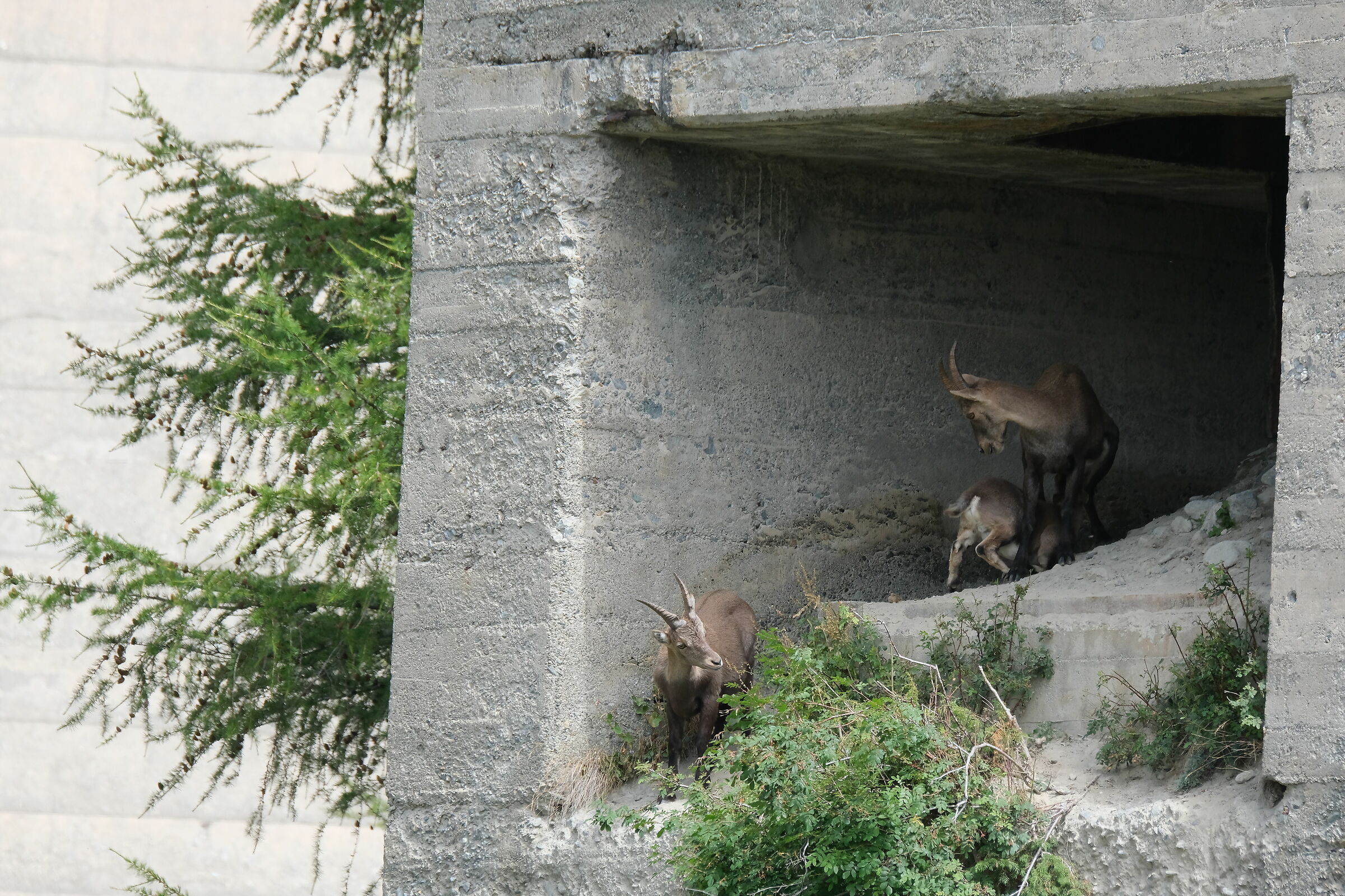 Ibex breastfeeds her little