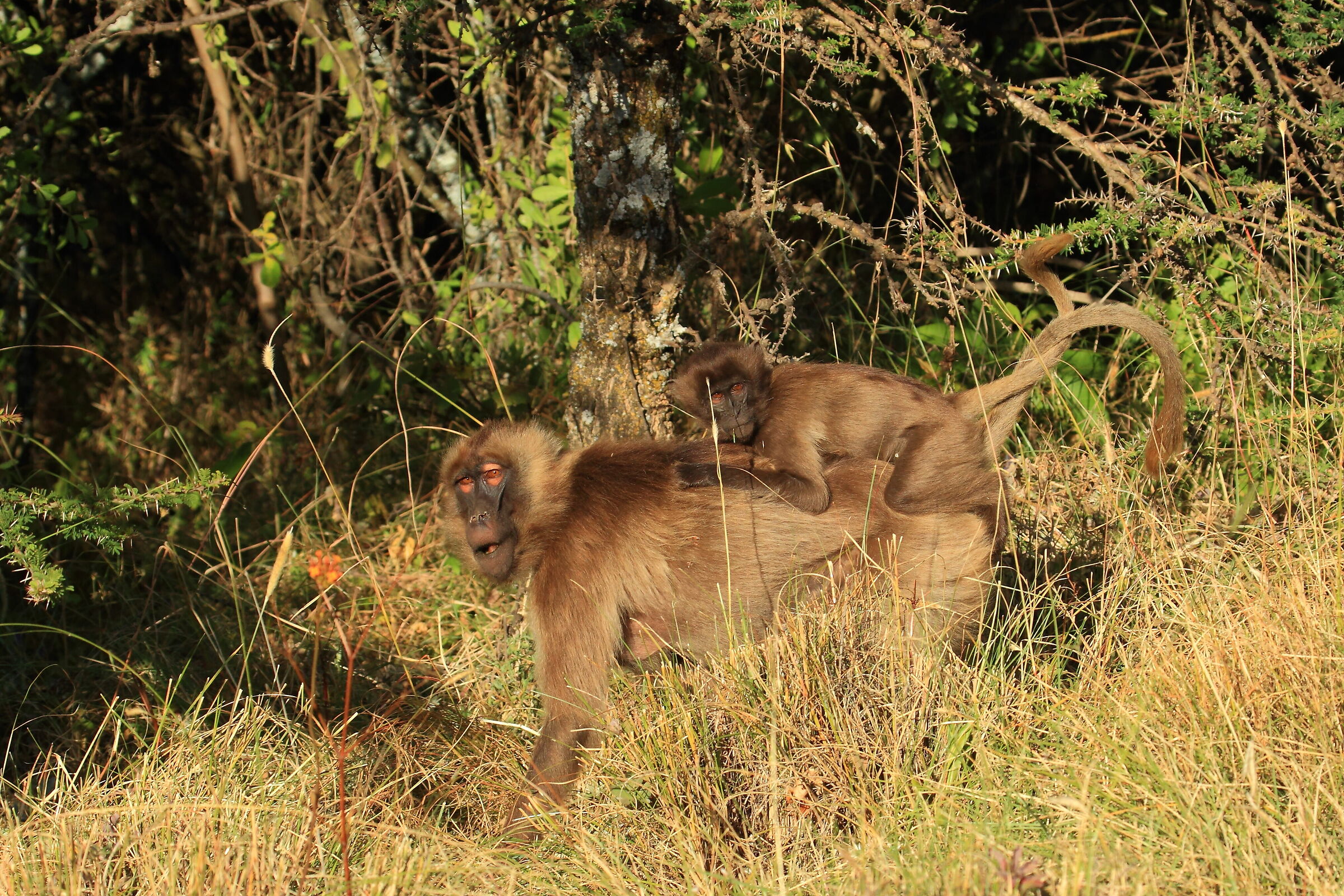 Mother and son - Gelada