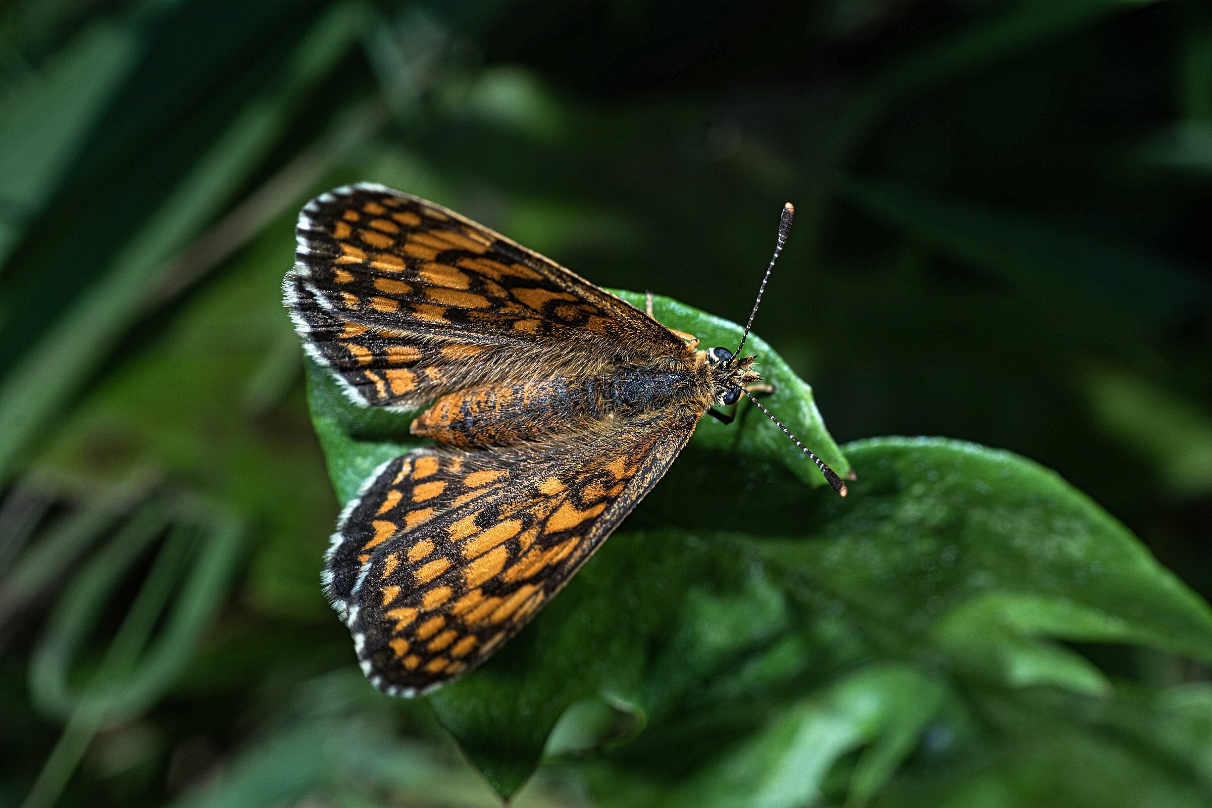Butterfly Melitae athalia 3/09/2020