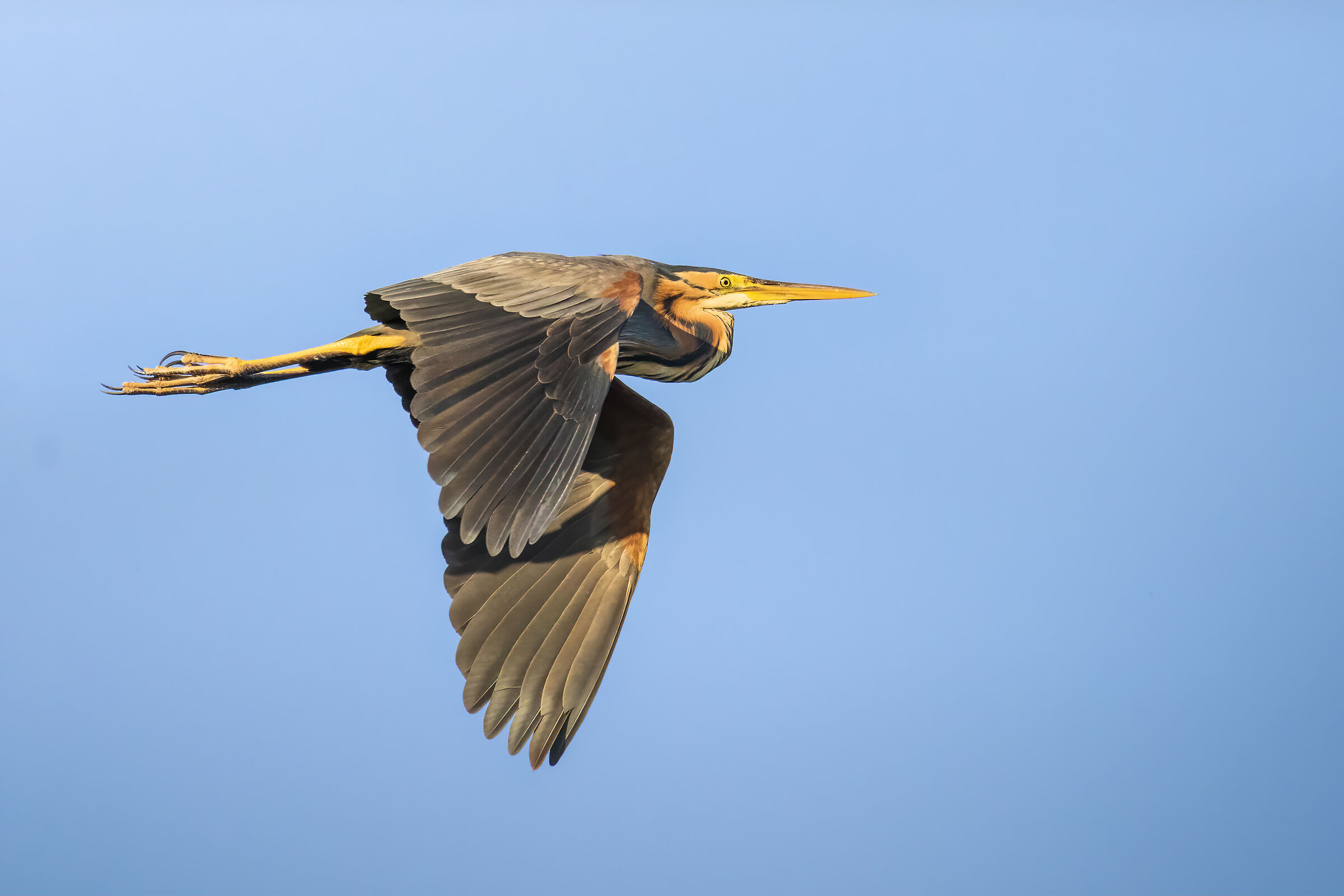 Heron Red in Flight