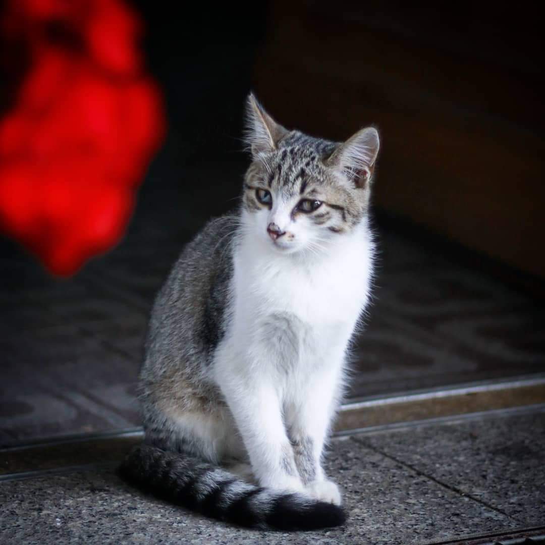 Gatto