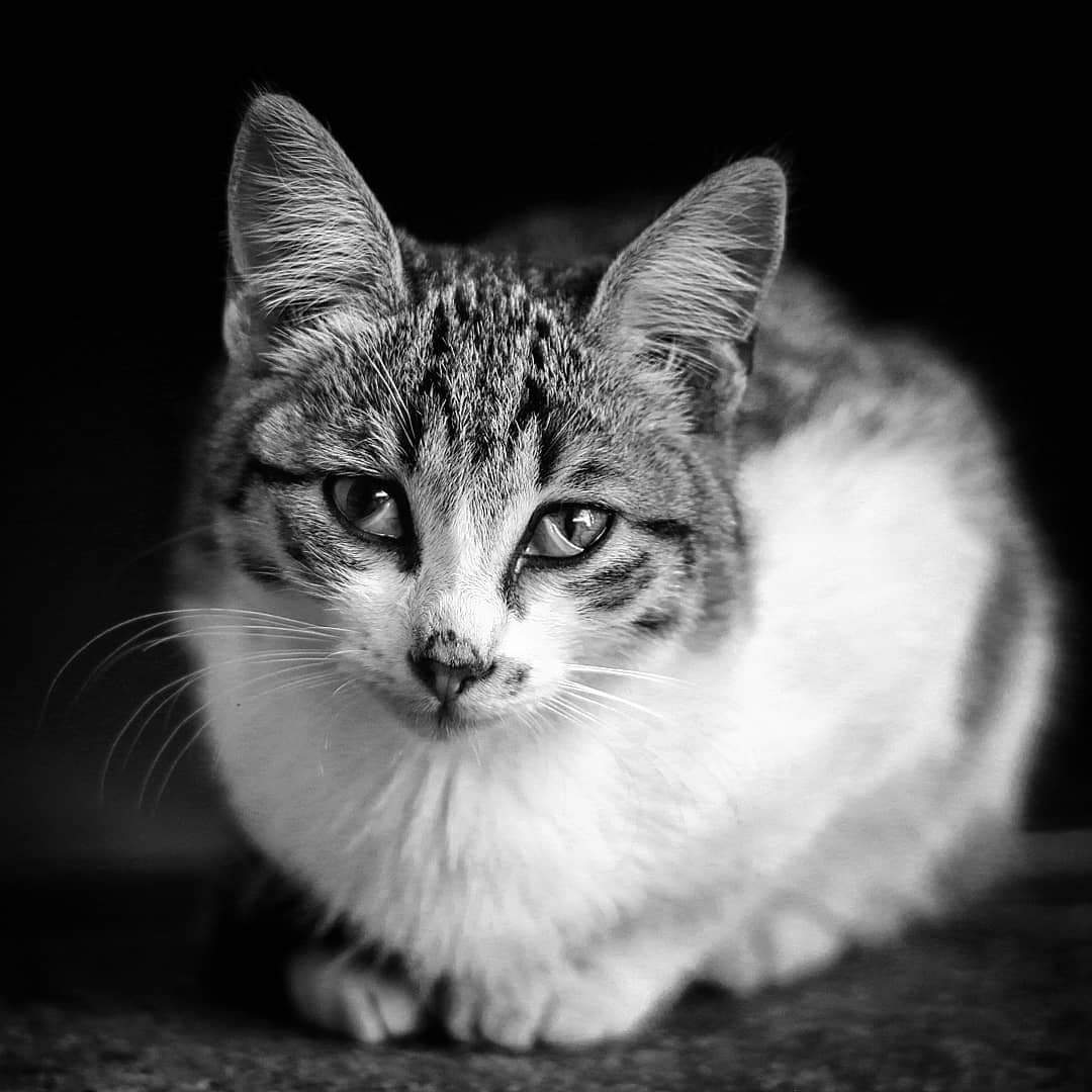Gatto