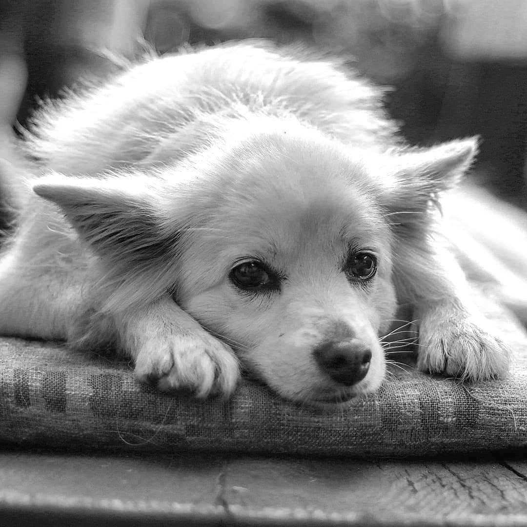 Cane