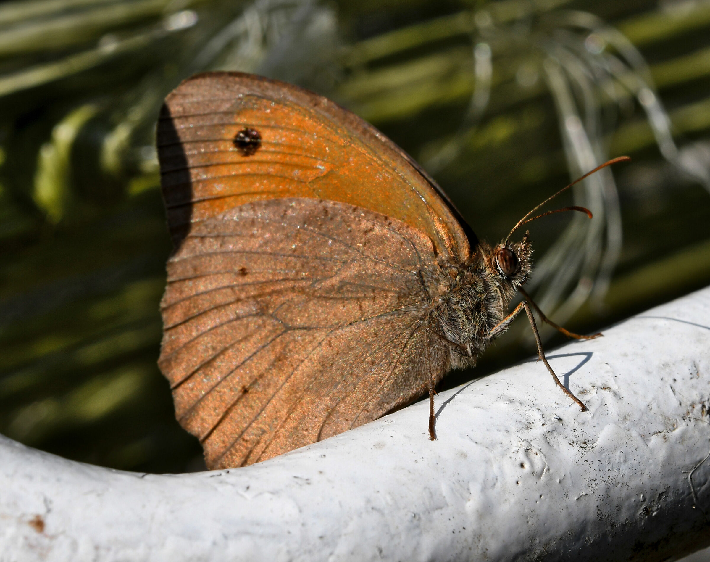 Ultime della stagione