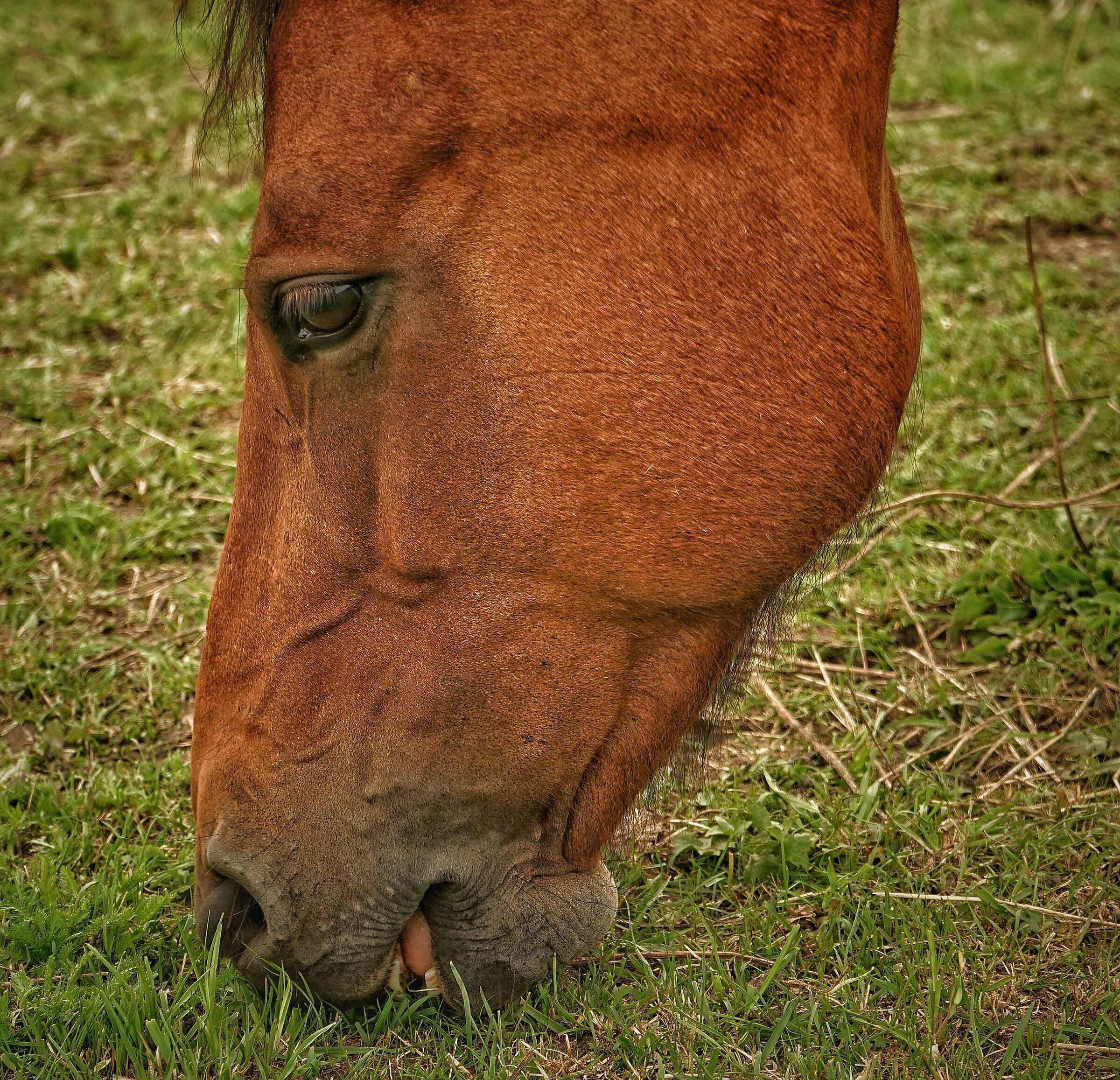 Grazing horse