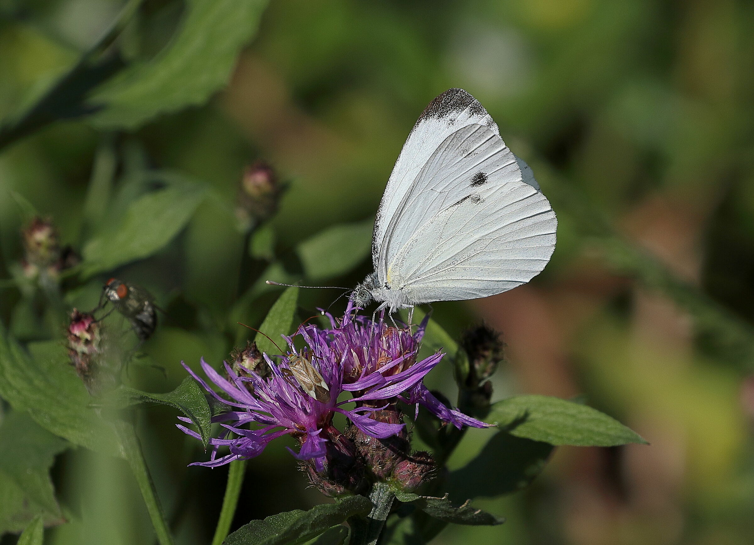 Pieris from Cavolaia