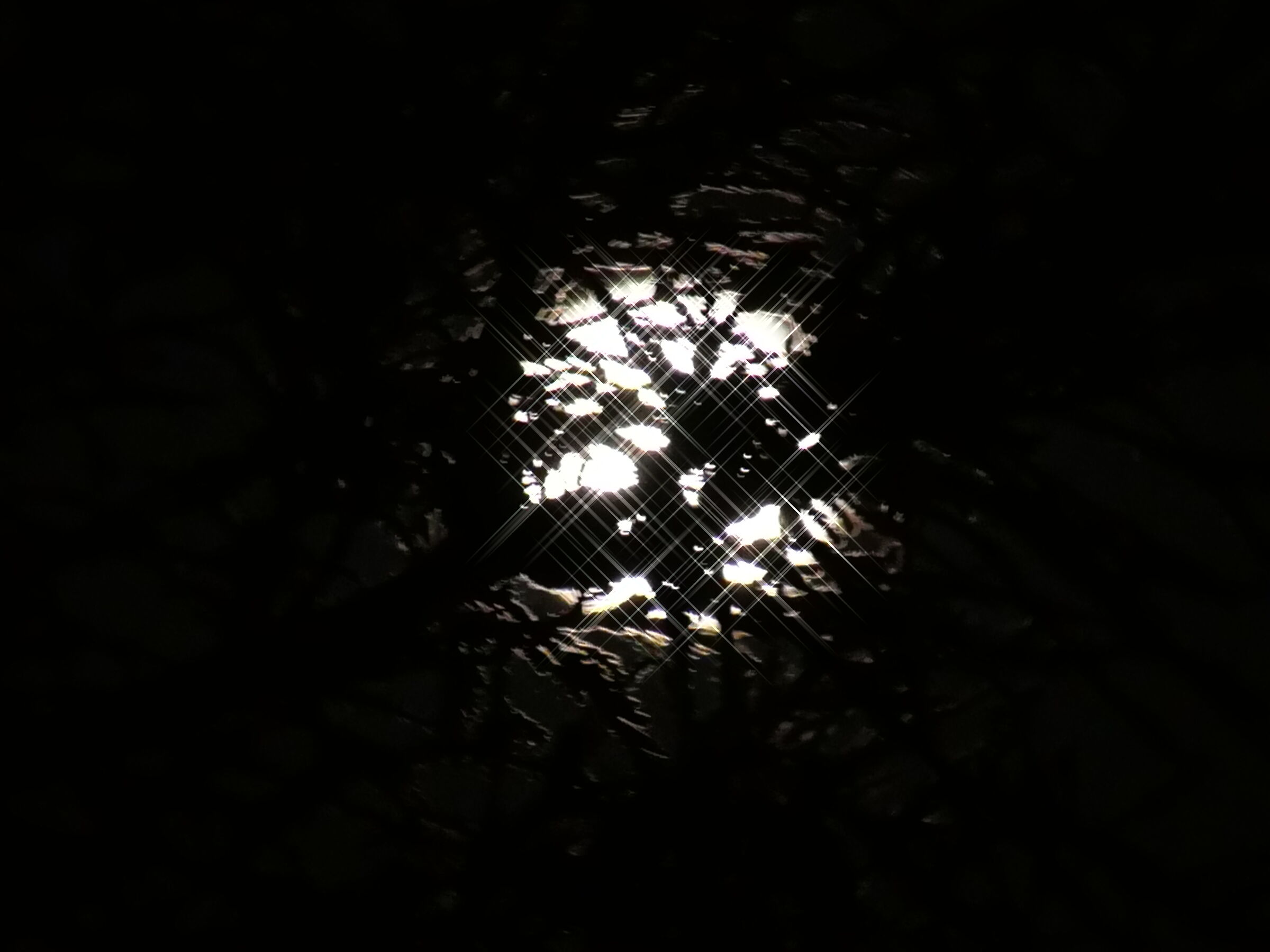 Luna a stella tra gli alberi