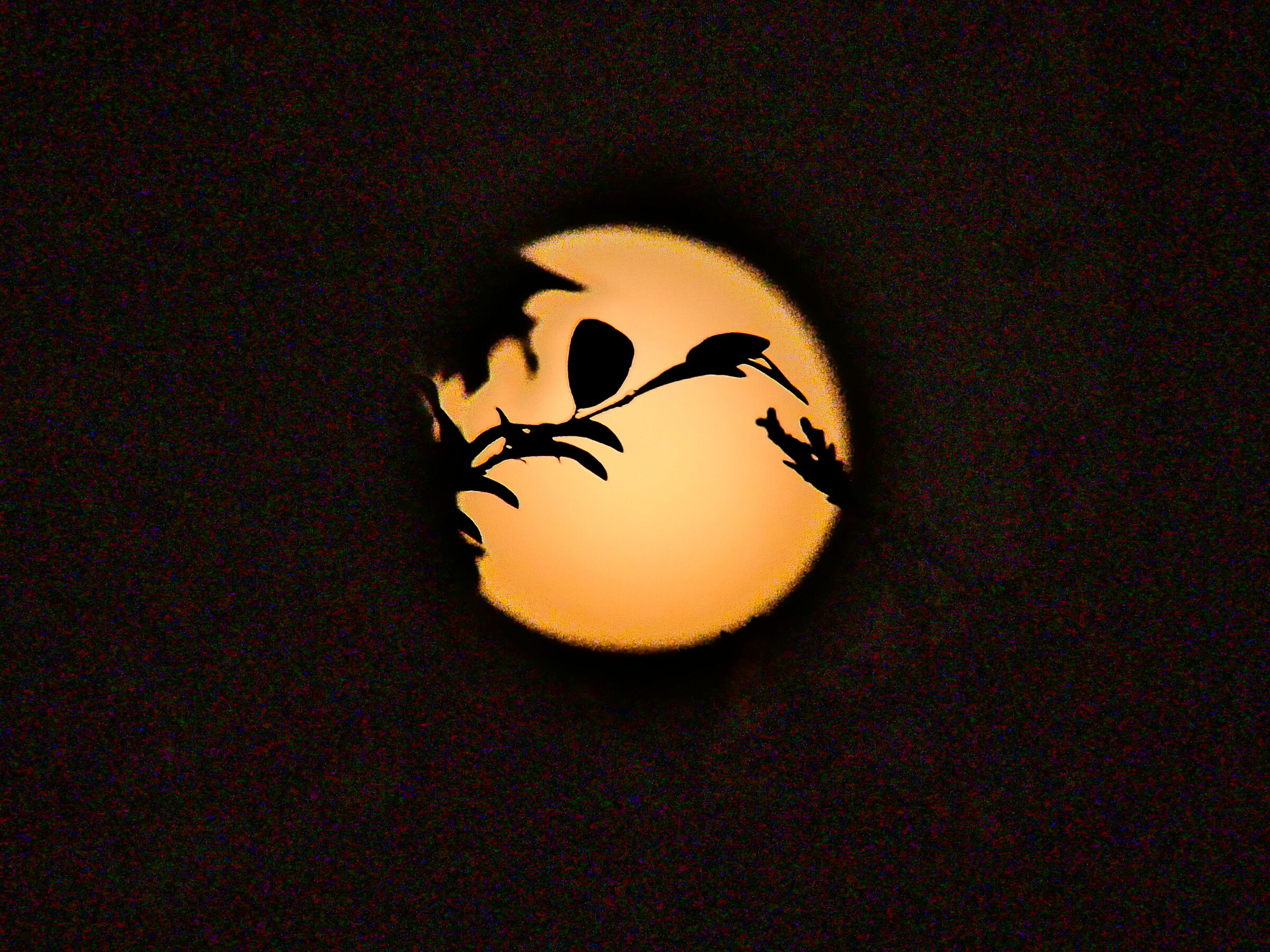 Moon between branches 03/09/2020