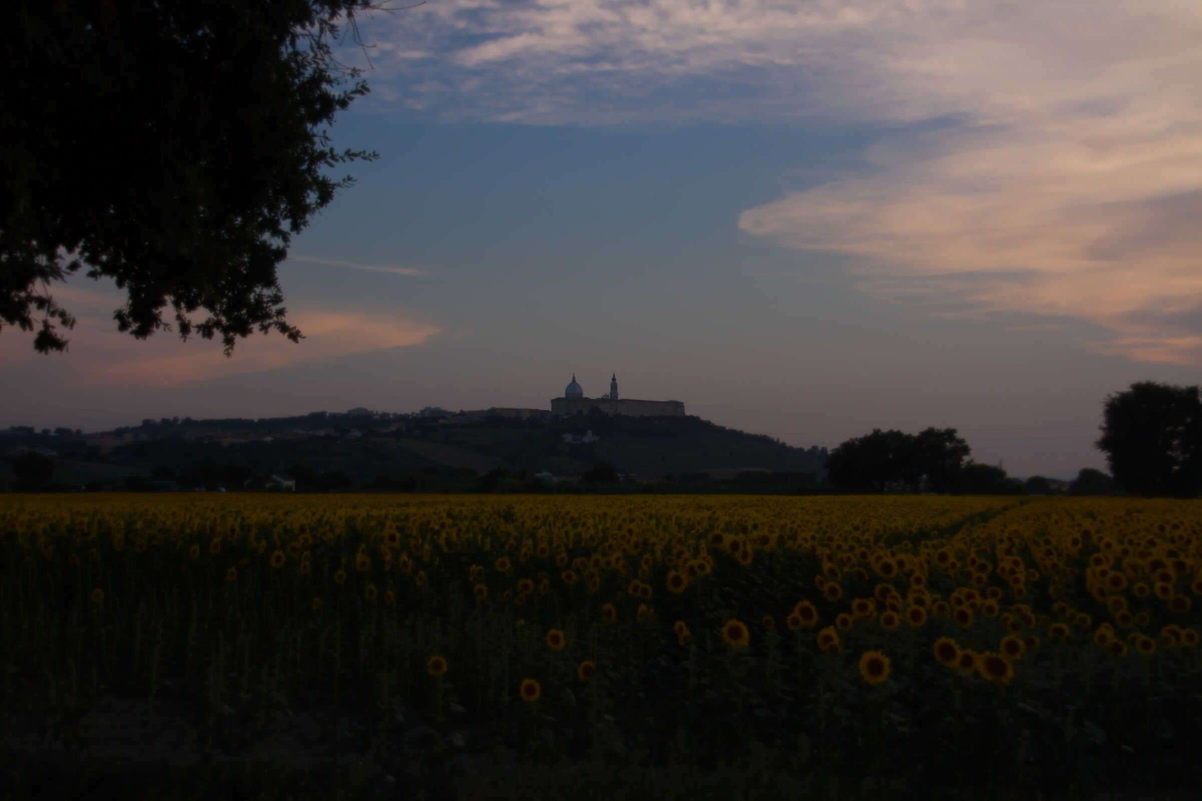 I girasoli ai piedi di Loreto
