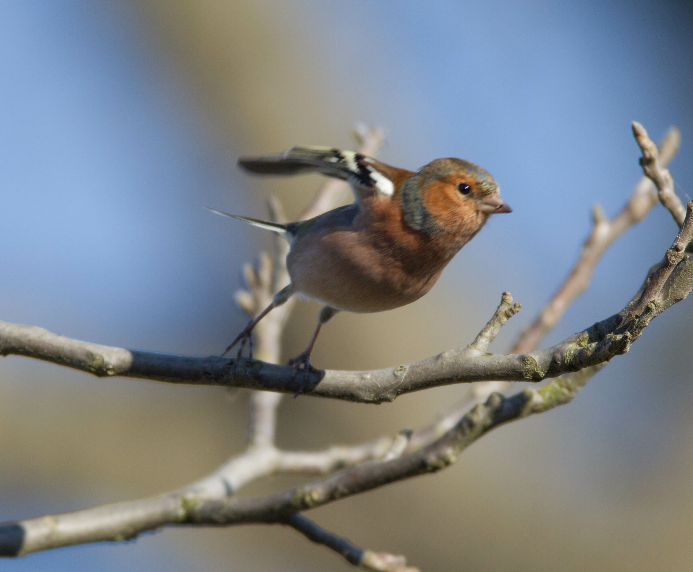 An afternoon in colour