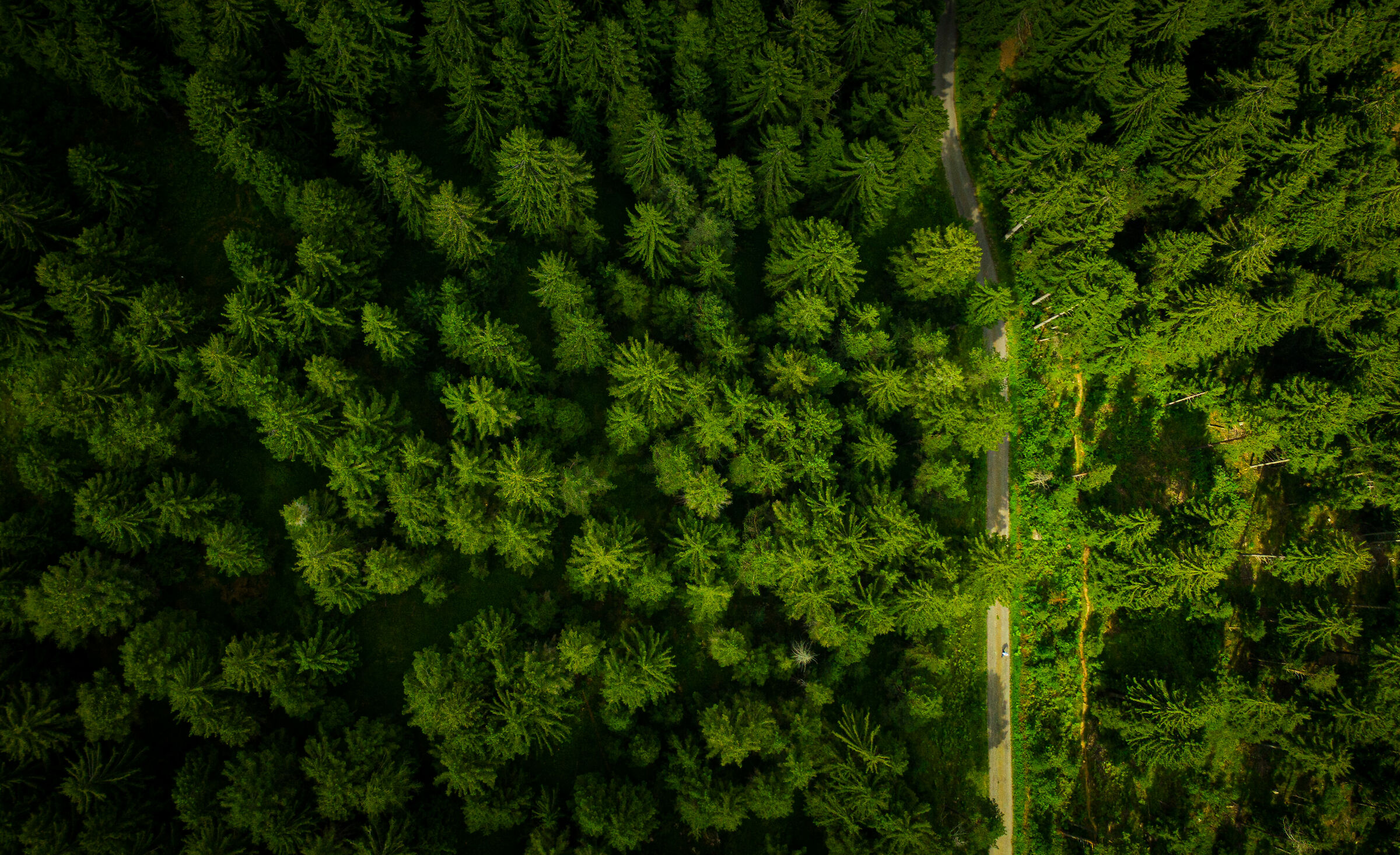 Through the Woods