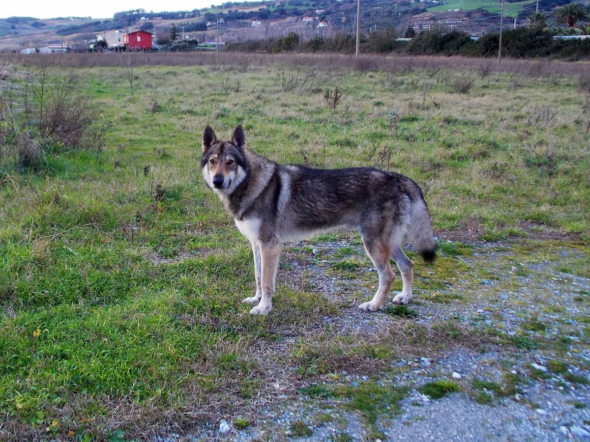 Cane Lupo Cecoslovacco