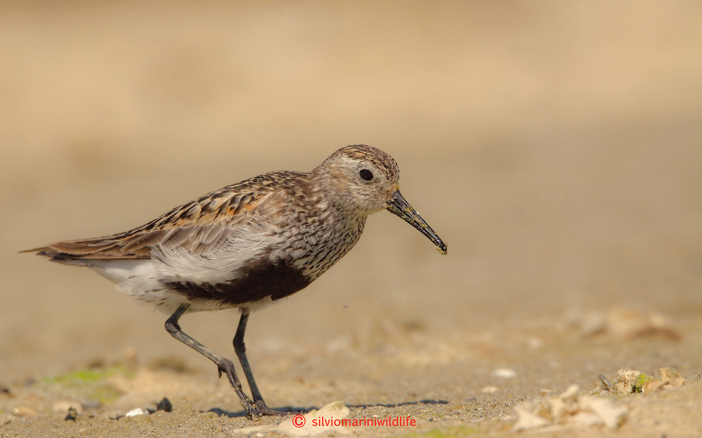 Piovanello pancianera (Calidris alpina)