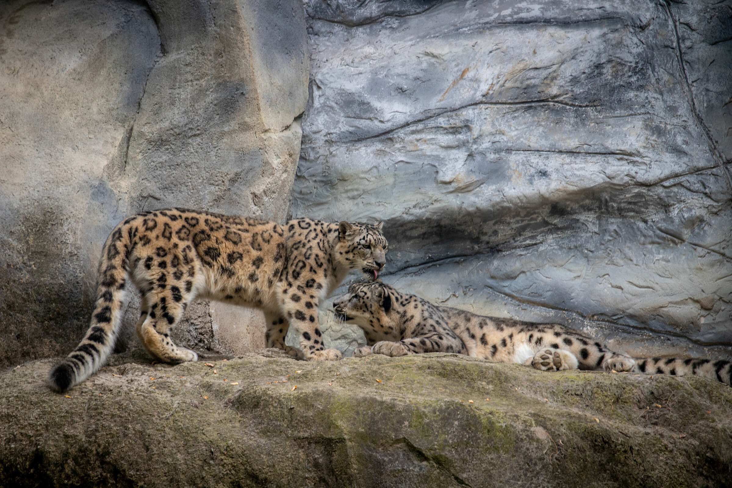 Snow leopards