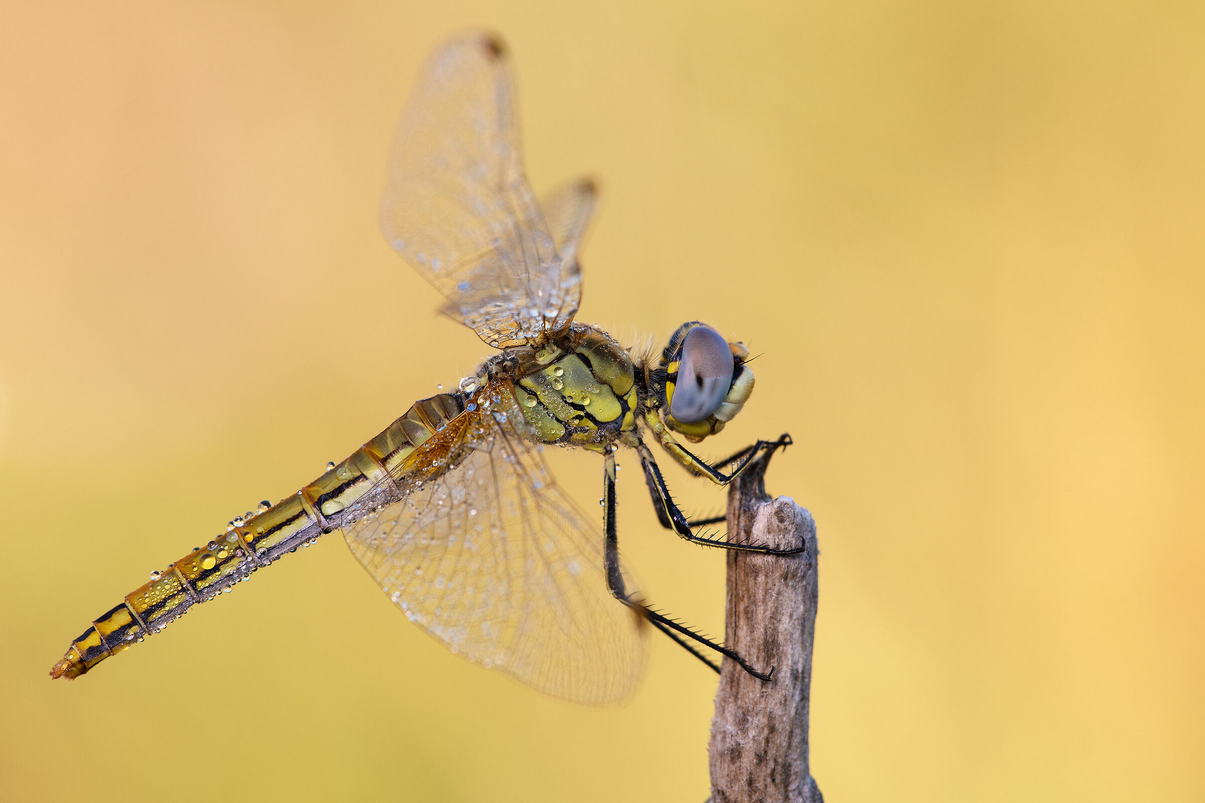 Sympetrum fonscolombii