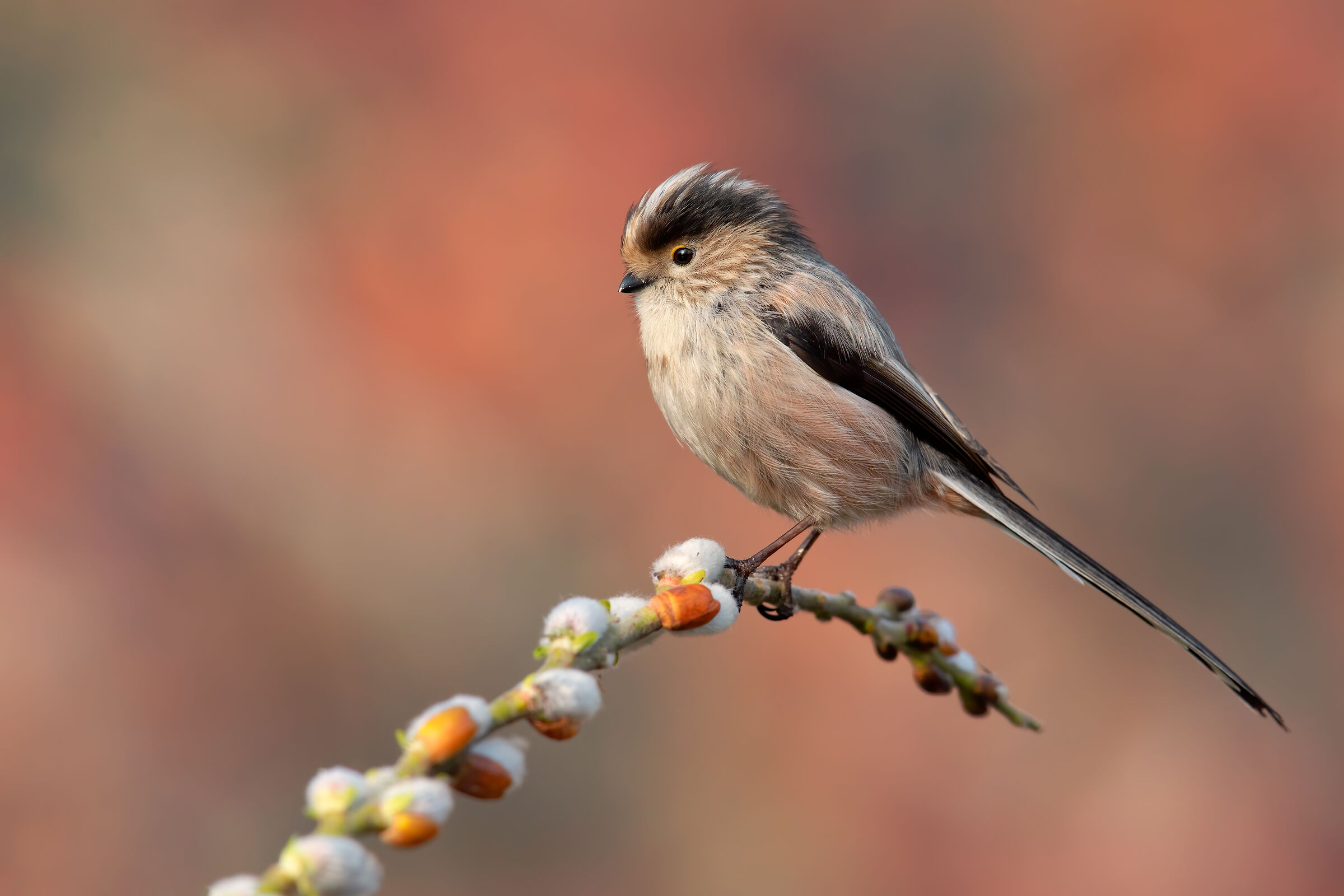 Codibugnolo con Topaz v2.2.9