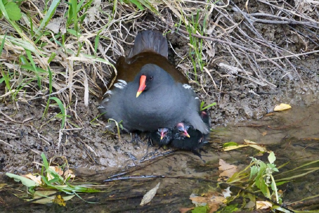 Gallinella d'acqua & family