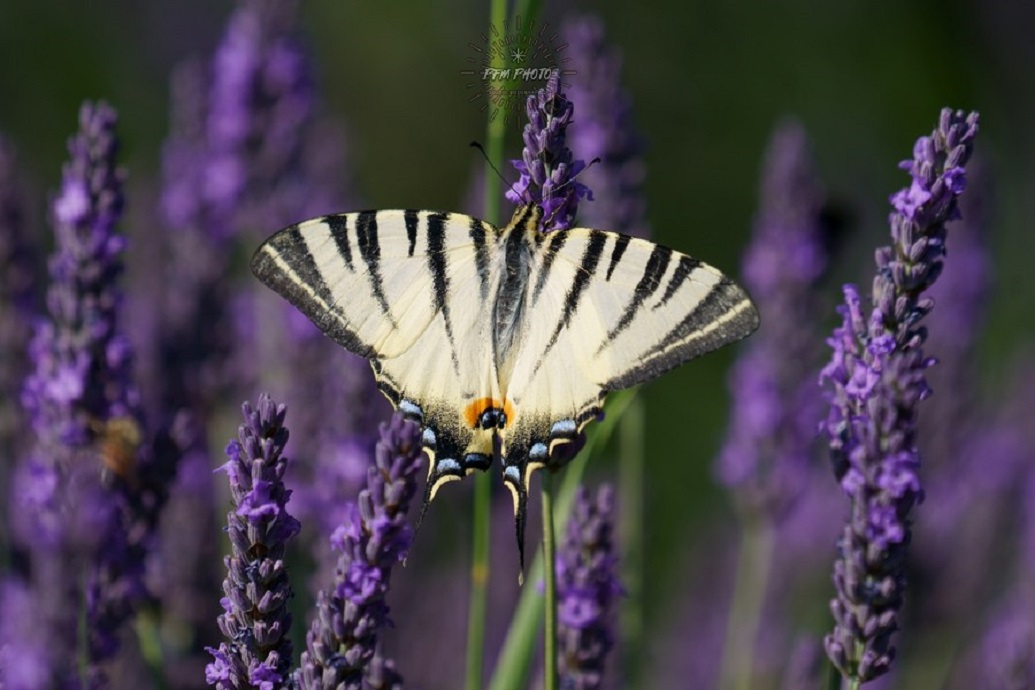 Farfalla e lavanda