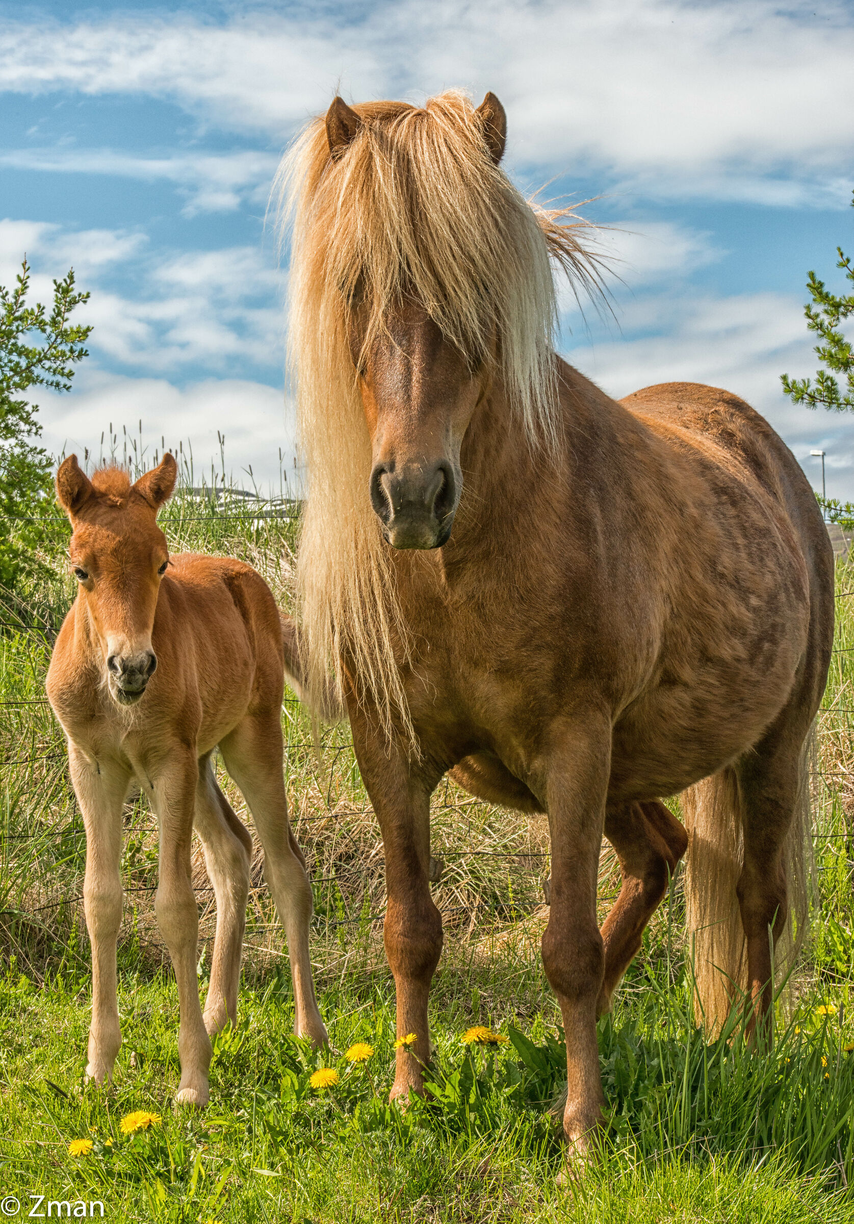 The Icelandic Horse