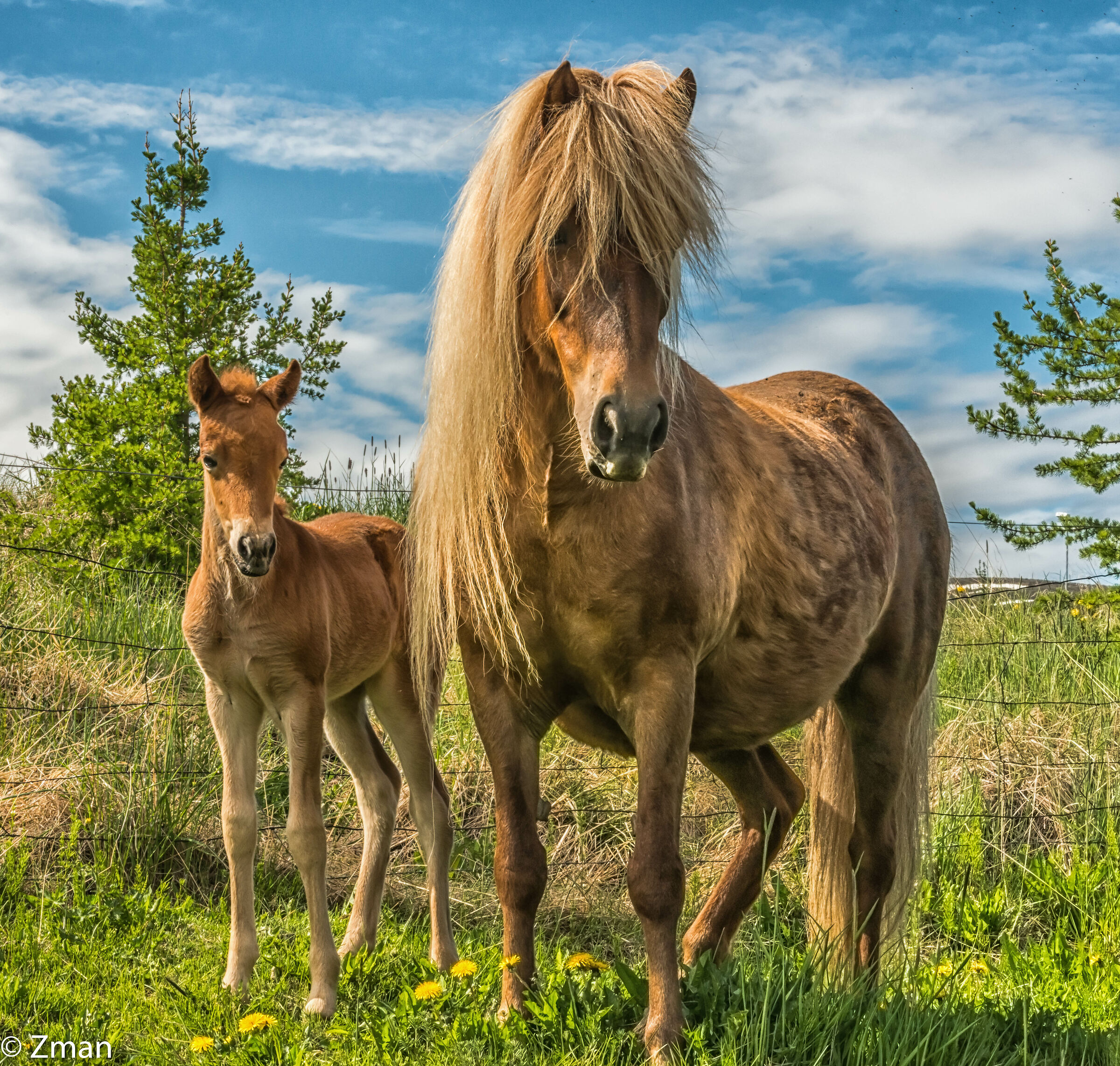 The Icelandic Horse