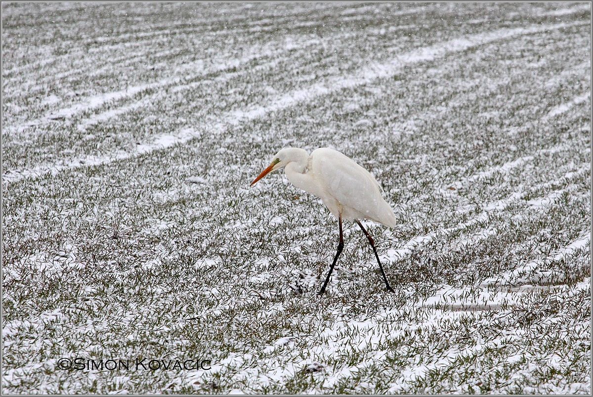 Great White Egret